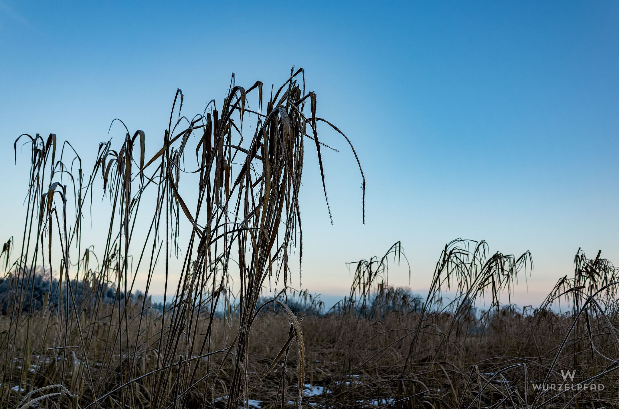 Wintermorgen / Schilf