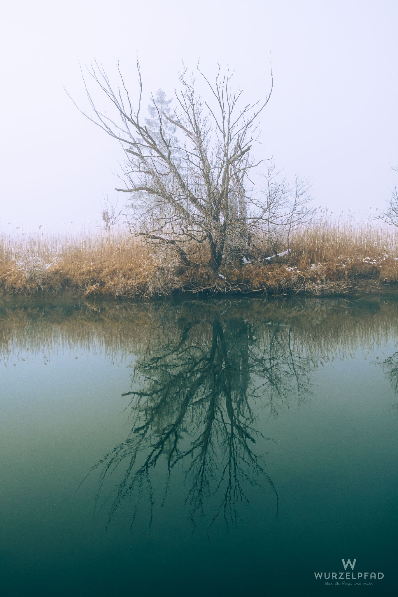 Kahler Baum am Loisachufer