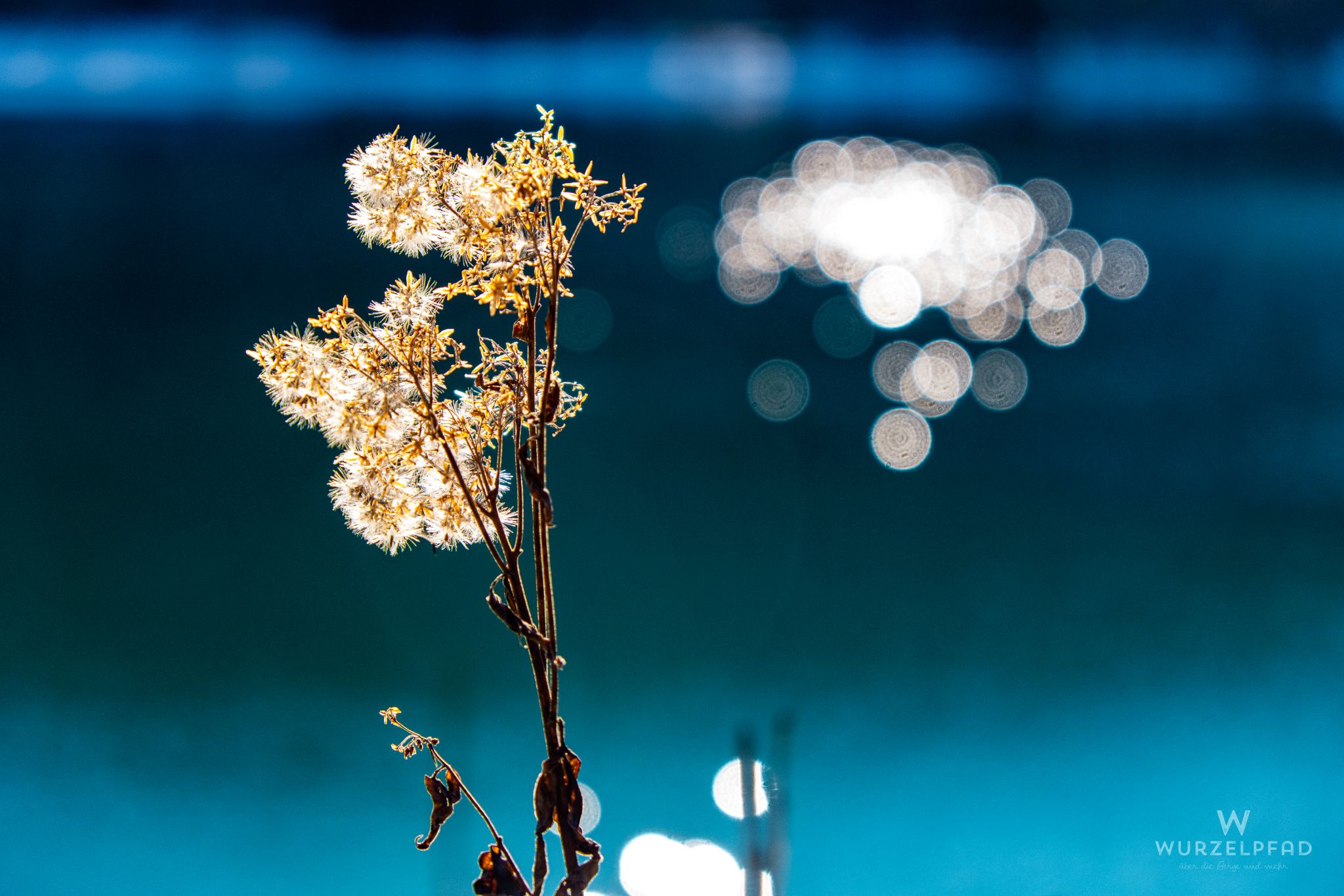 Verblühtes mit Bokeh