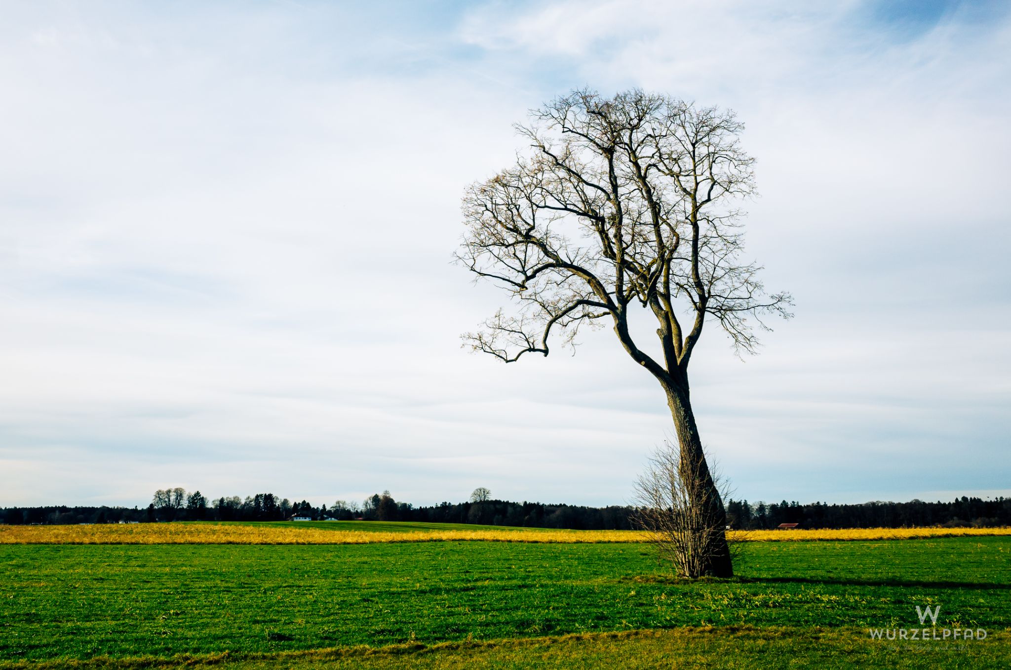 Kahler Baum auf einer Wiese bei Föching