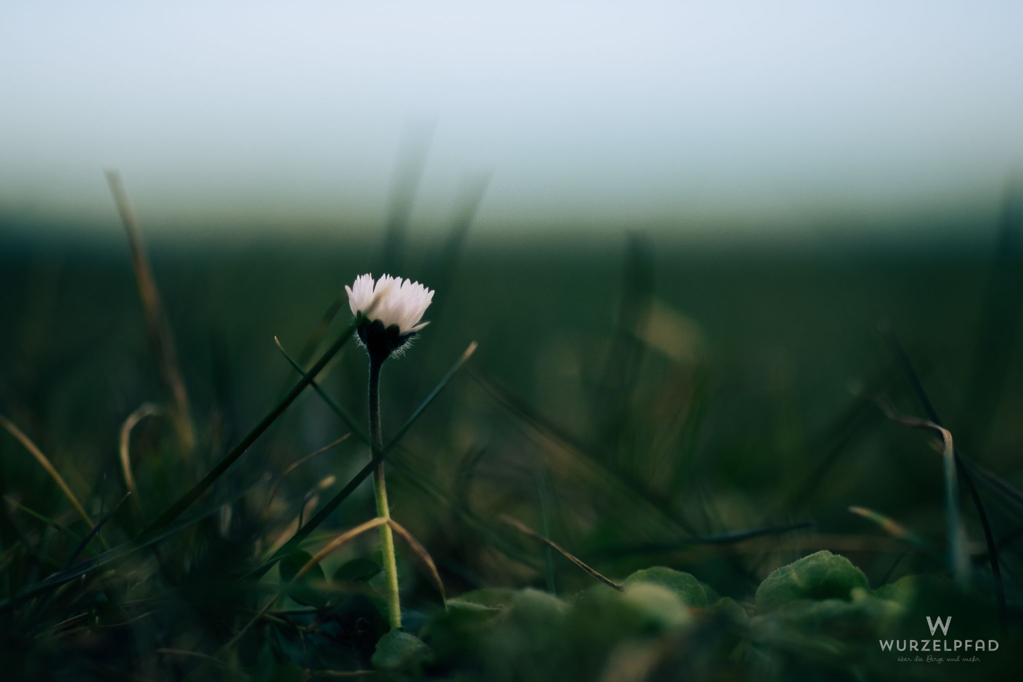 Frühes Gänseblümchen