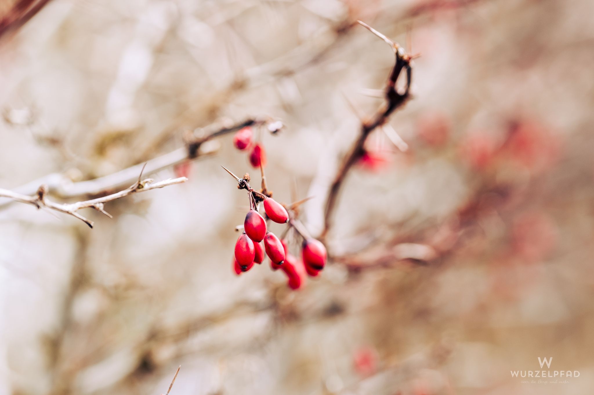 Früchte am kahlen Strauch