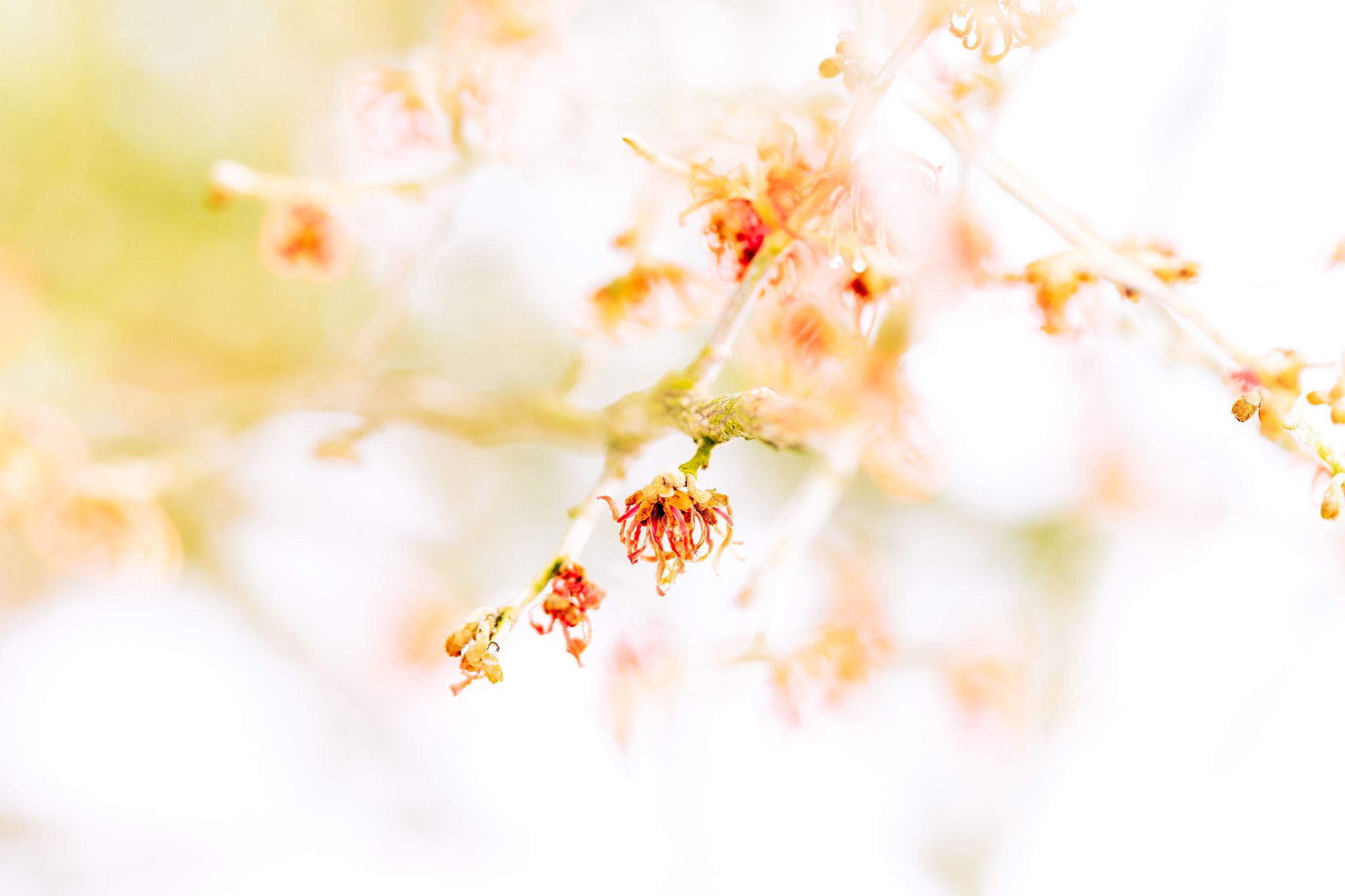 Strauch der im Winter rosa blüht ;-)