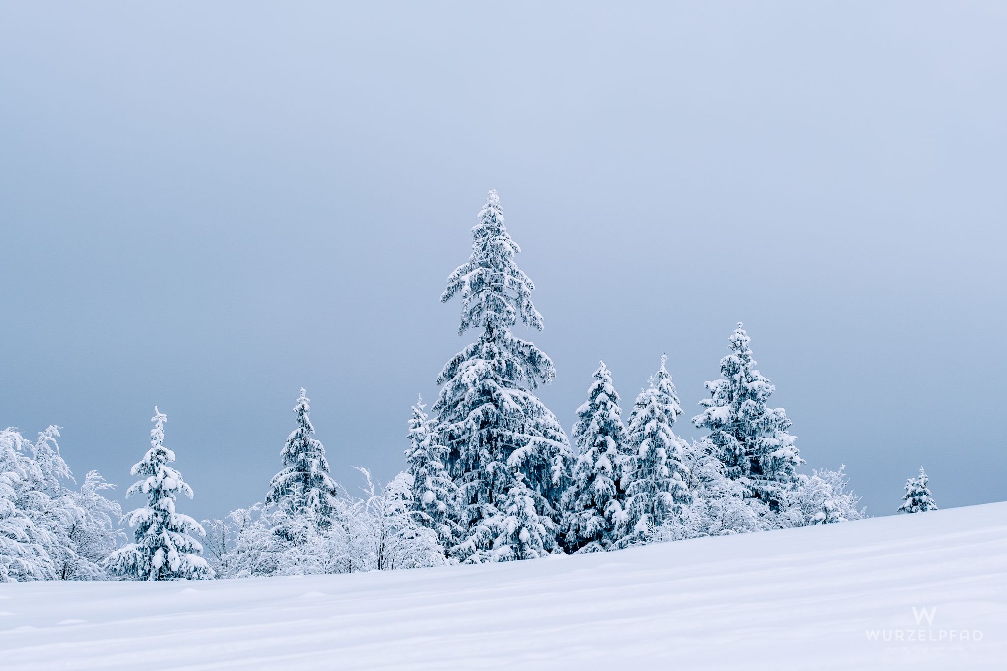 Baumgruppe am Hirschtalsattel
