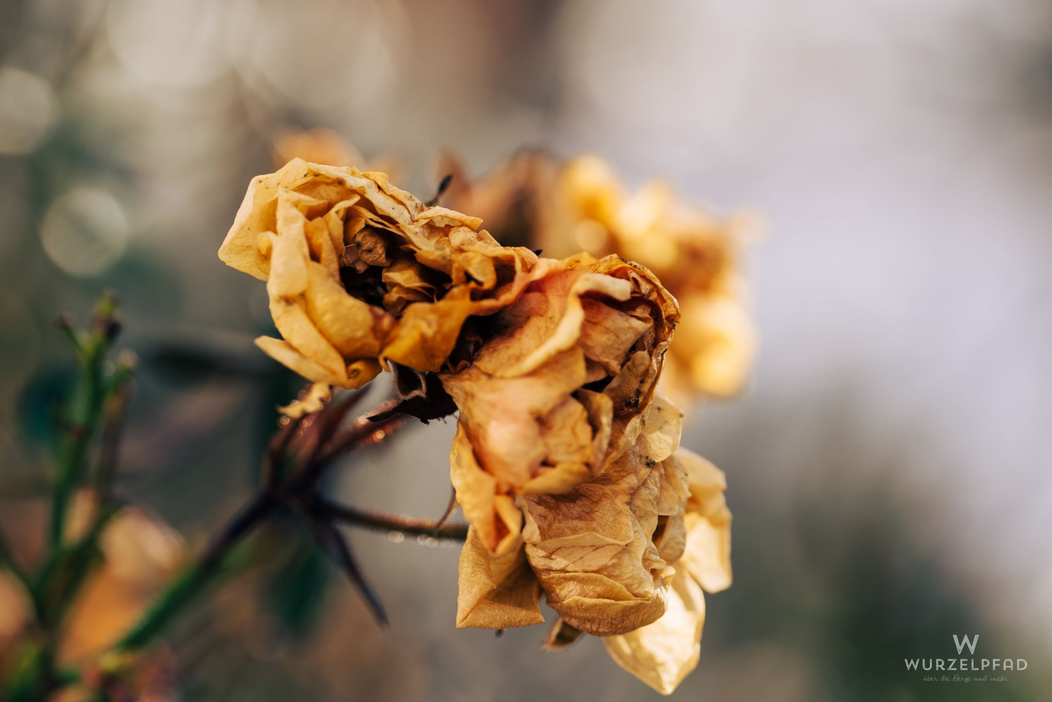 Verblühte Buschrose