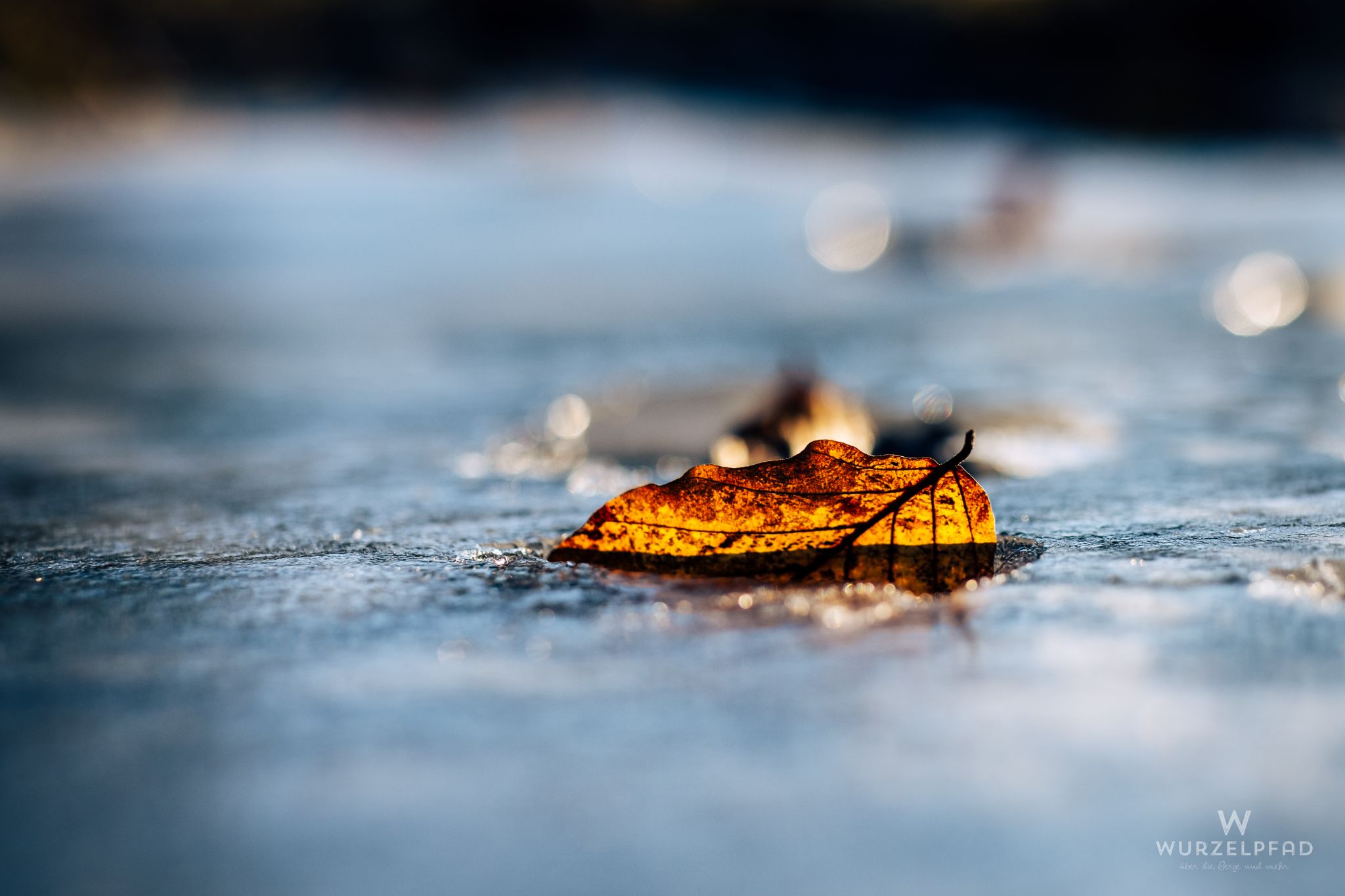 Eigfrorns Bladl im Eis