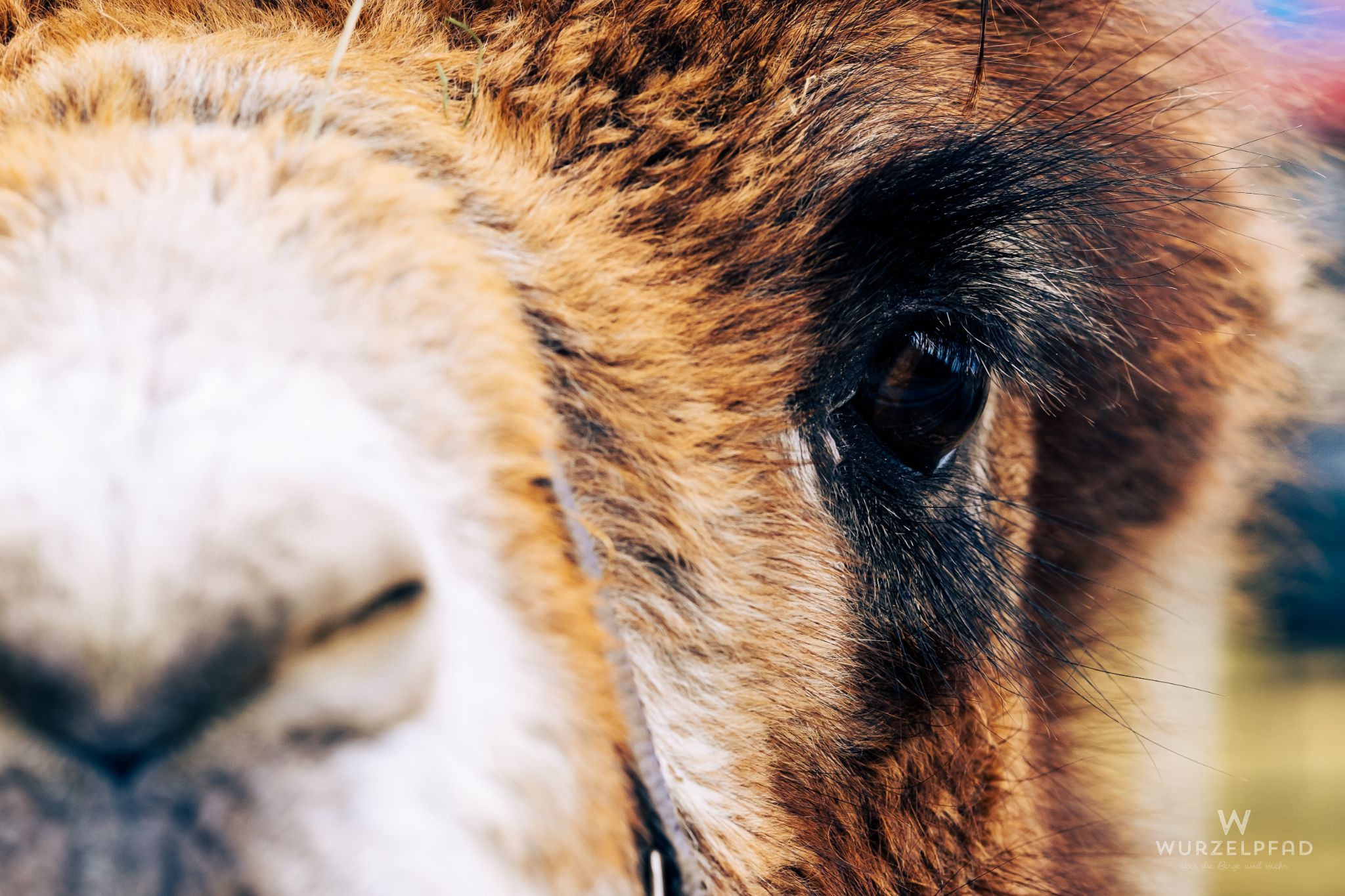 Der Zirkus steht gegenüber auf der Wiese