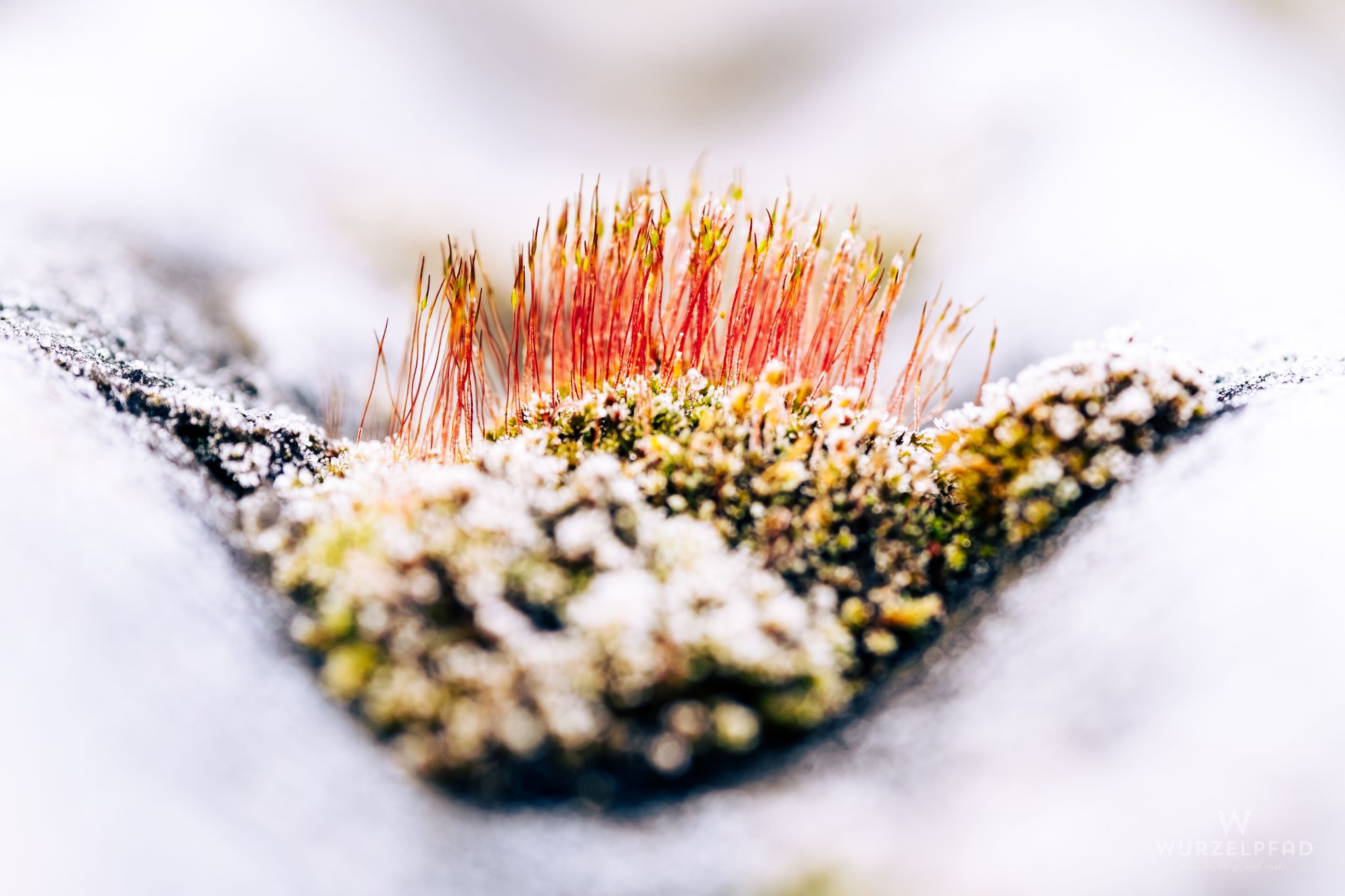 Moos in der Regenrinne