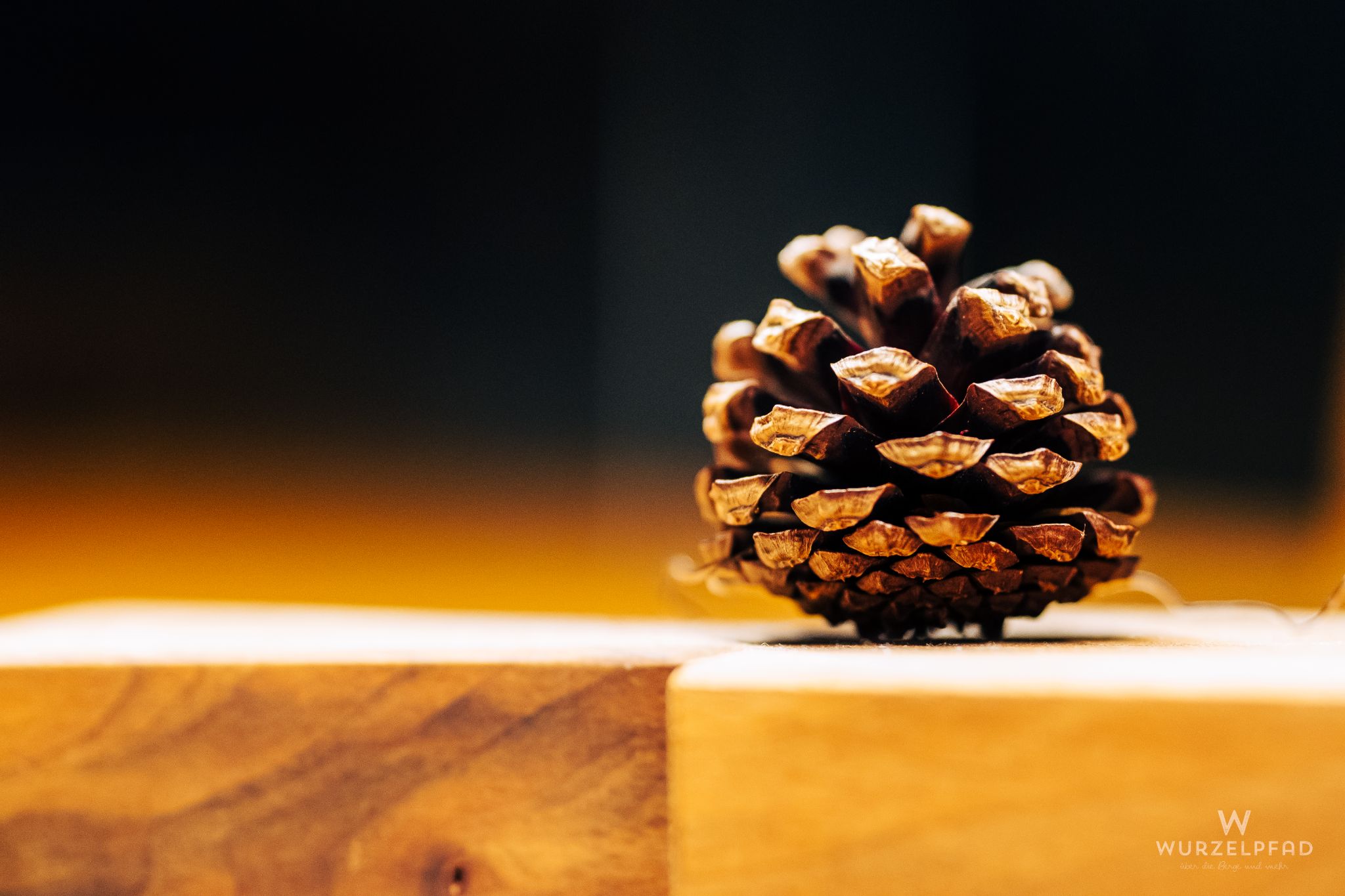 Kiefernzapfen