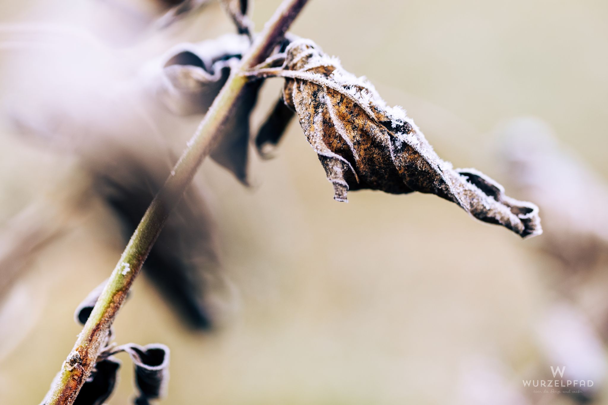 Spätes Winterlbladl