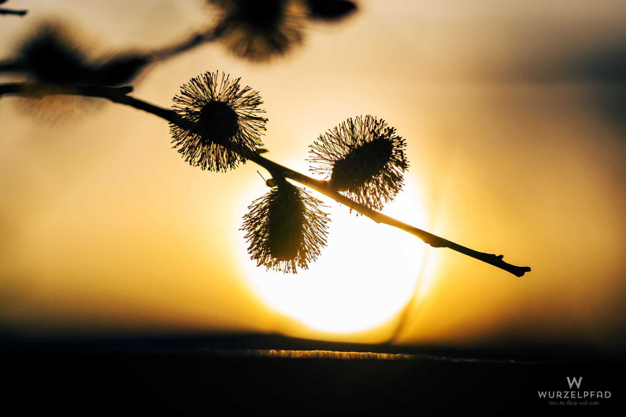 Palmkätzchen im Abendlicht