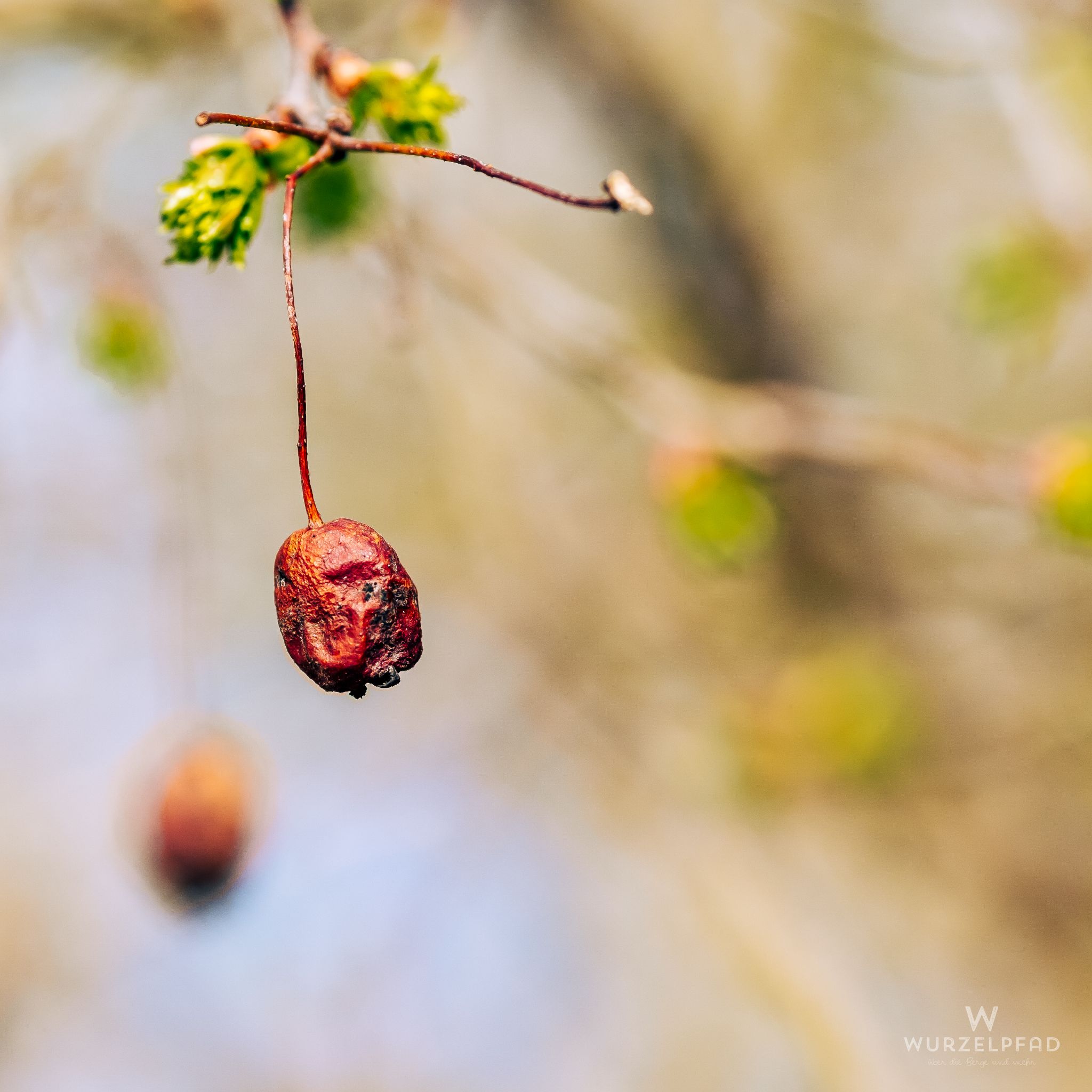 Der letzte Rest vom Vorjahr