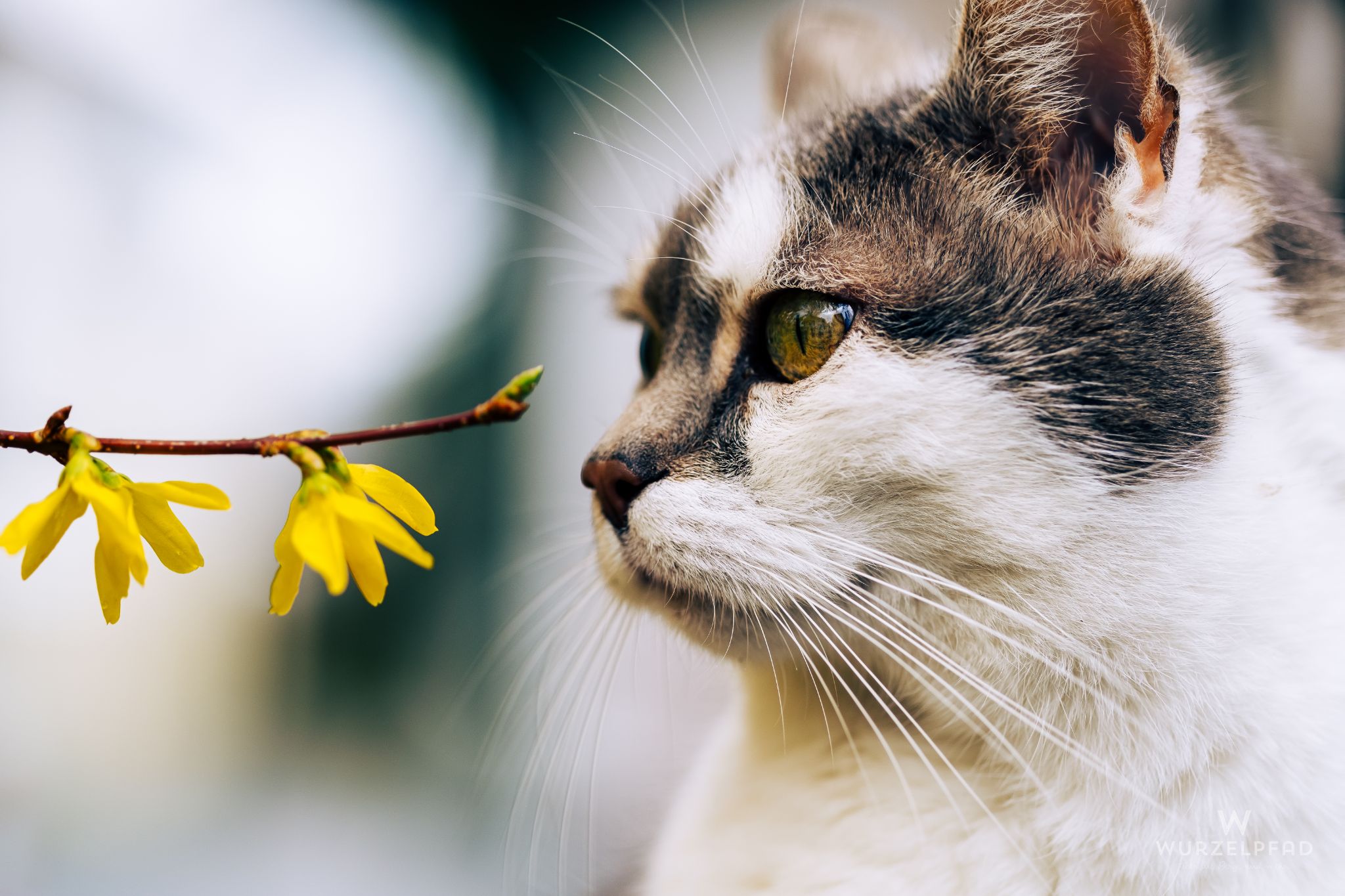 Caught in the cat trap