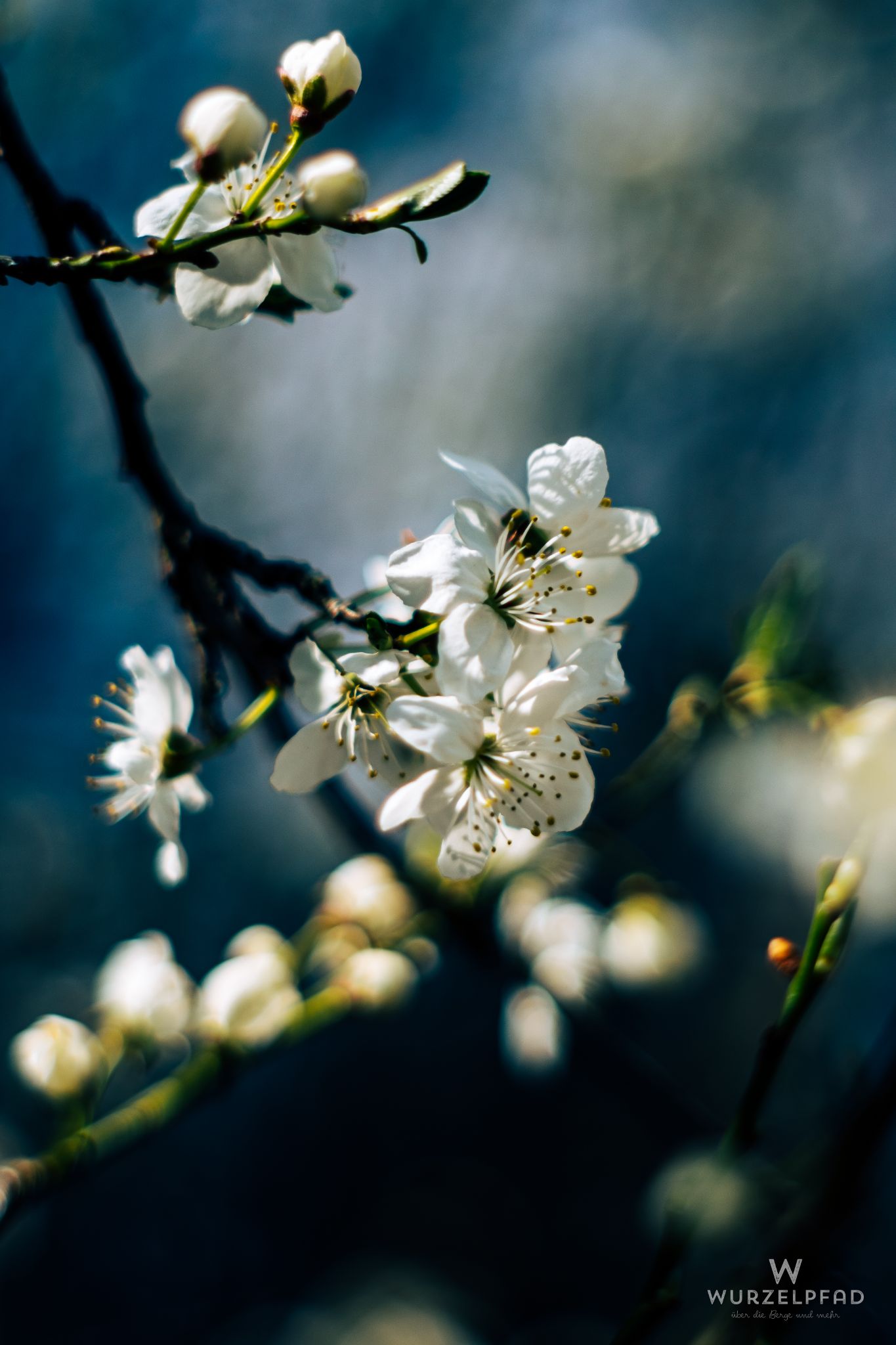 Wildkirschblüten
