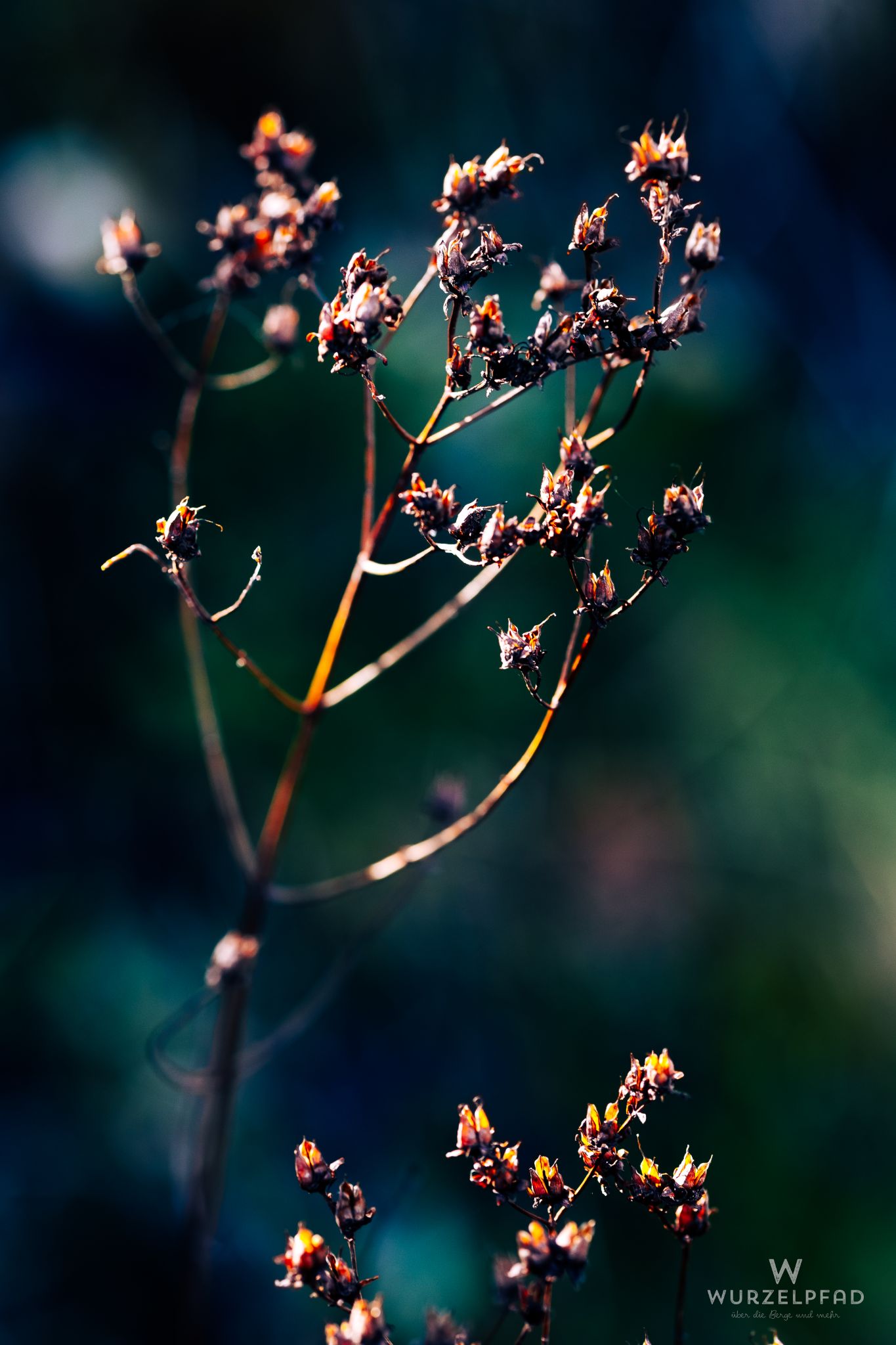 Verblühtes vom Vorjahr