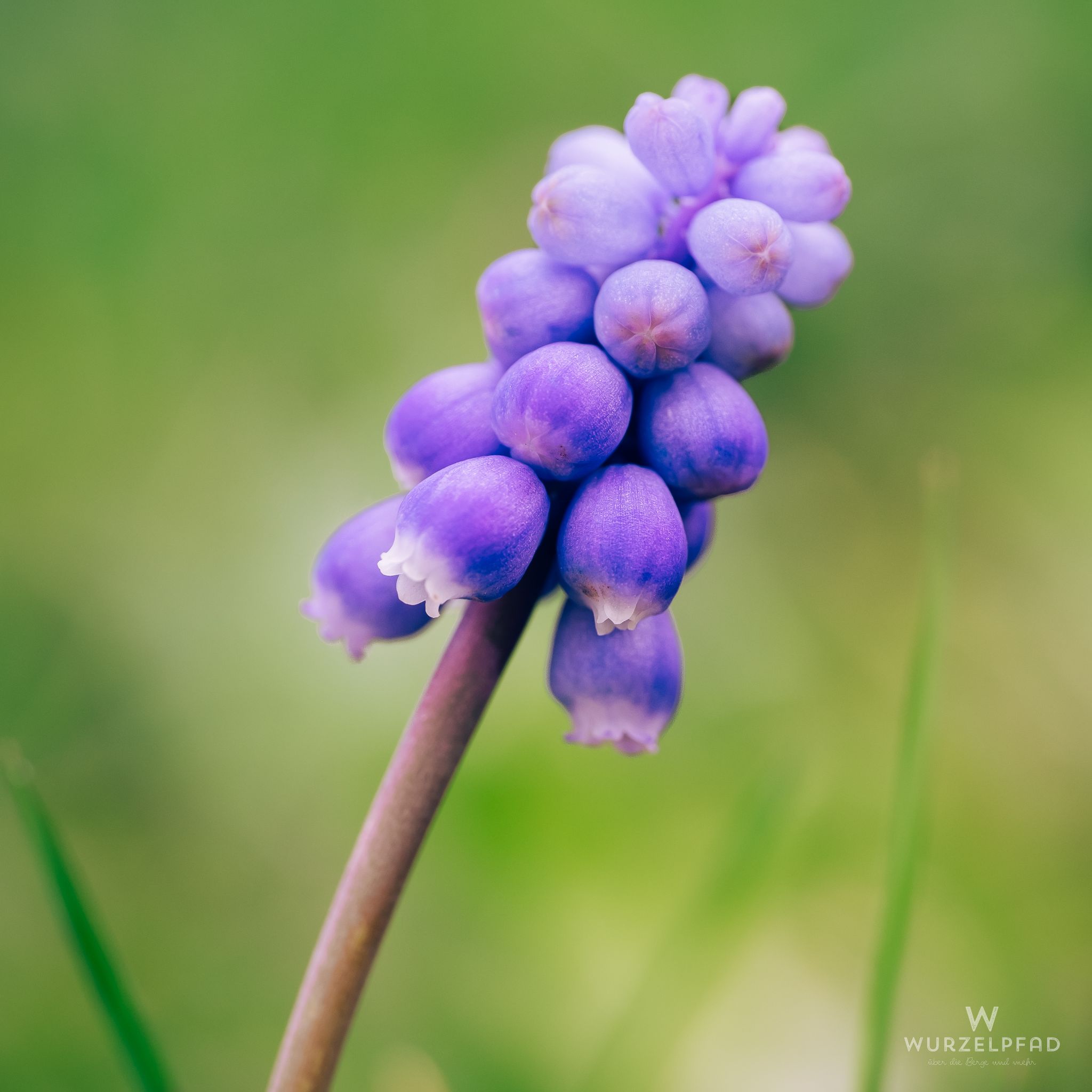 Traubenhyazinthe