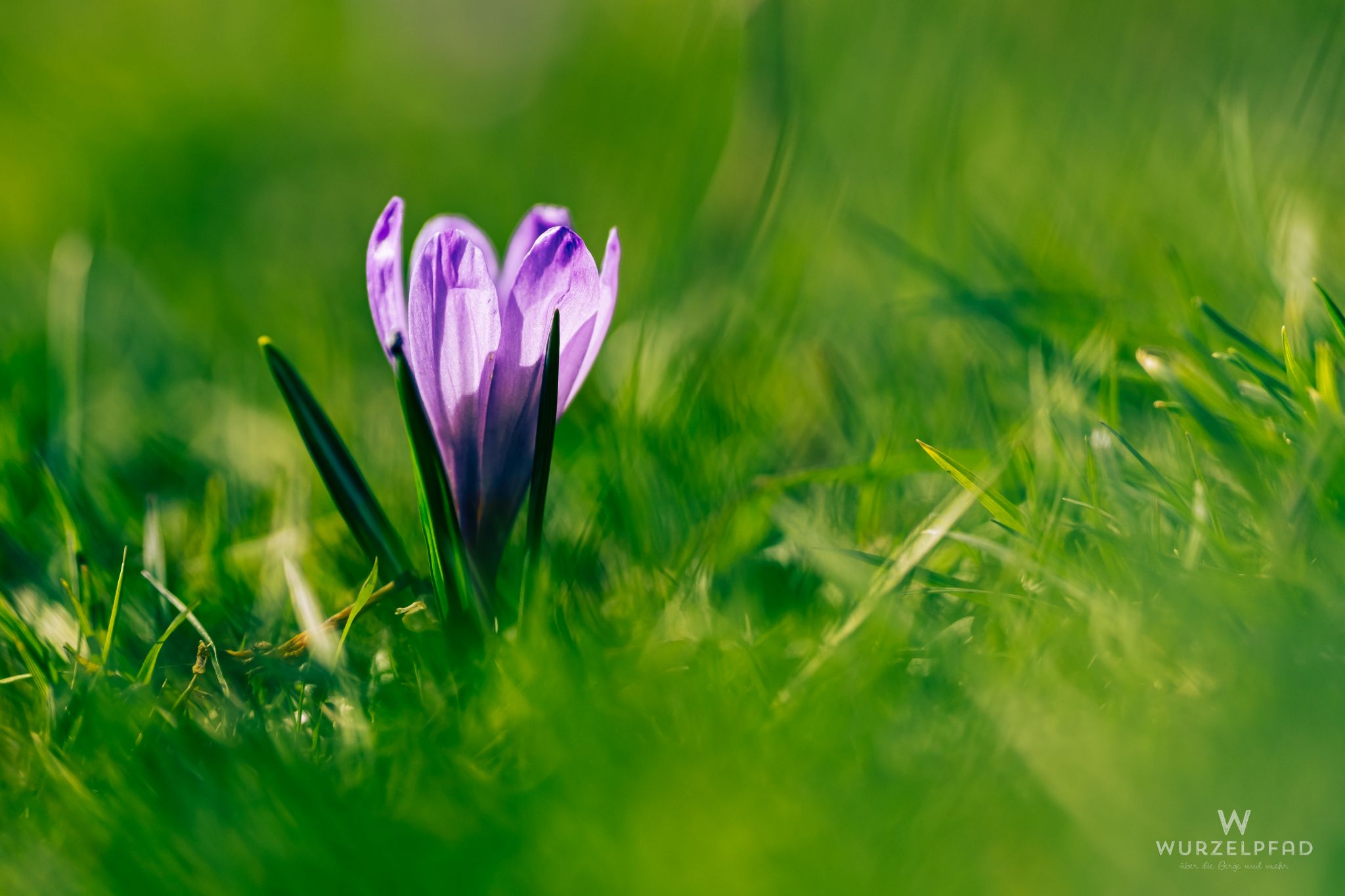Krokus an der Daffnerwaldalm