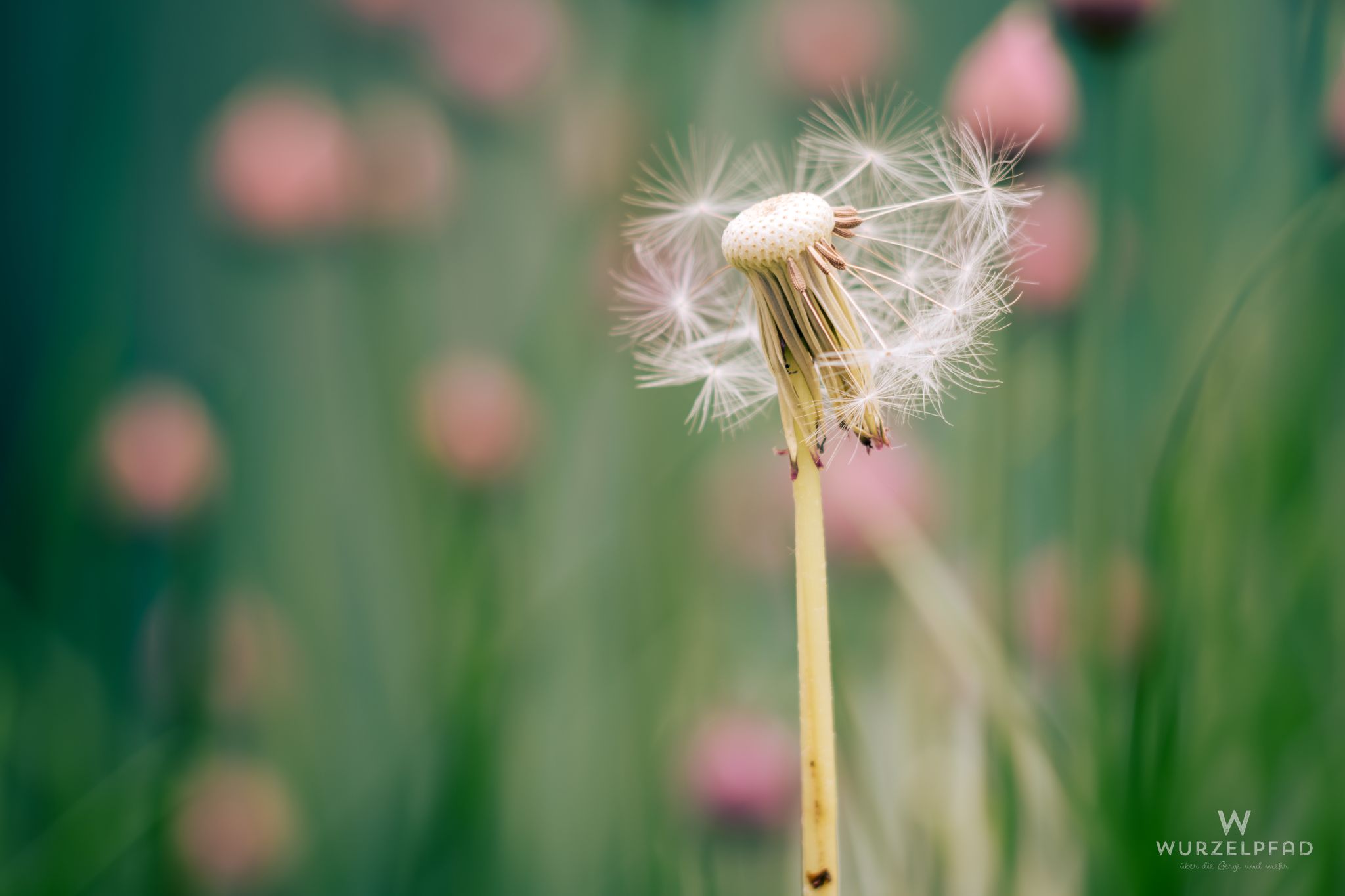 Pusteblume vor Schnittlauch