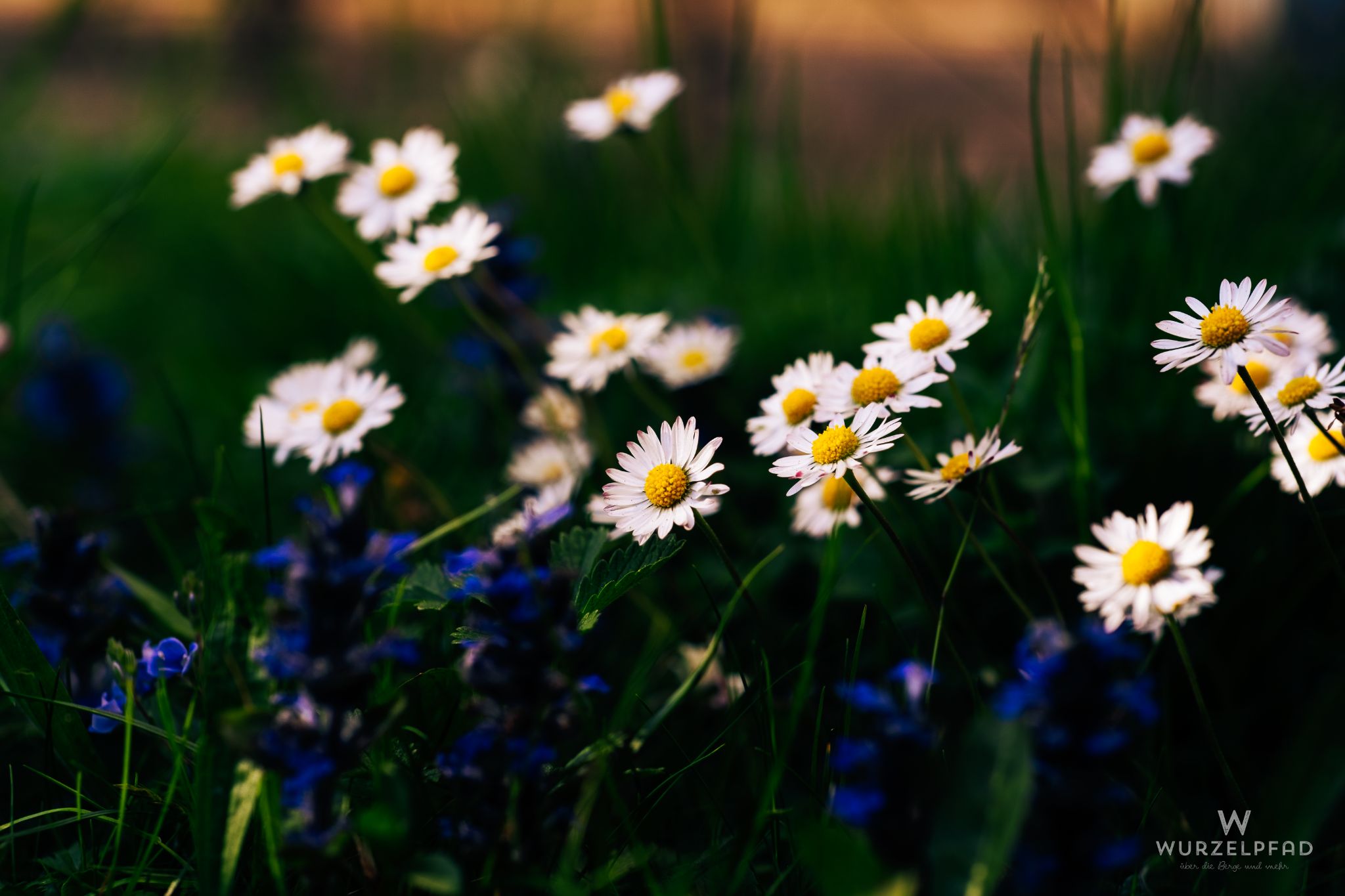 Gänseblümchen im Garten