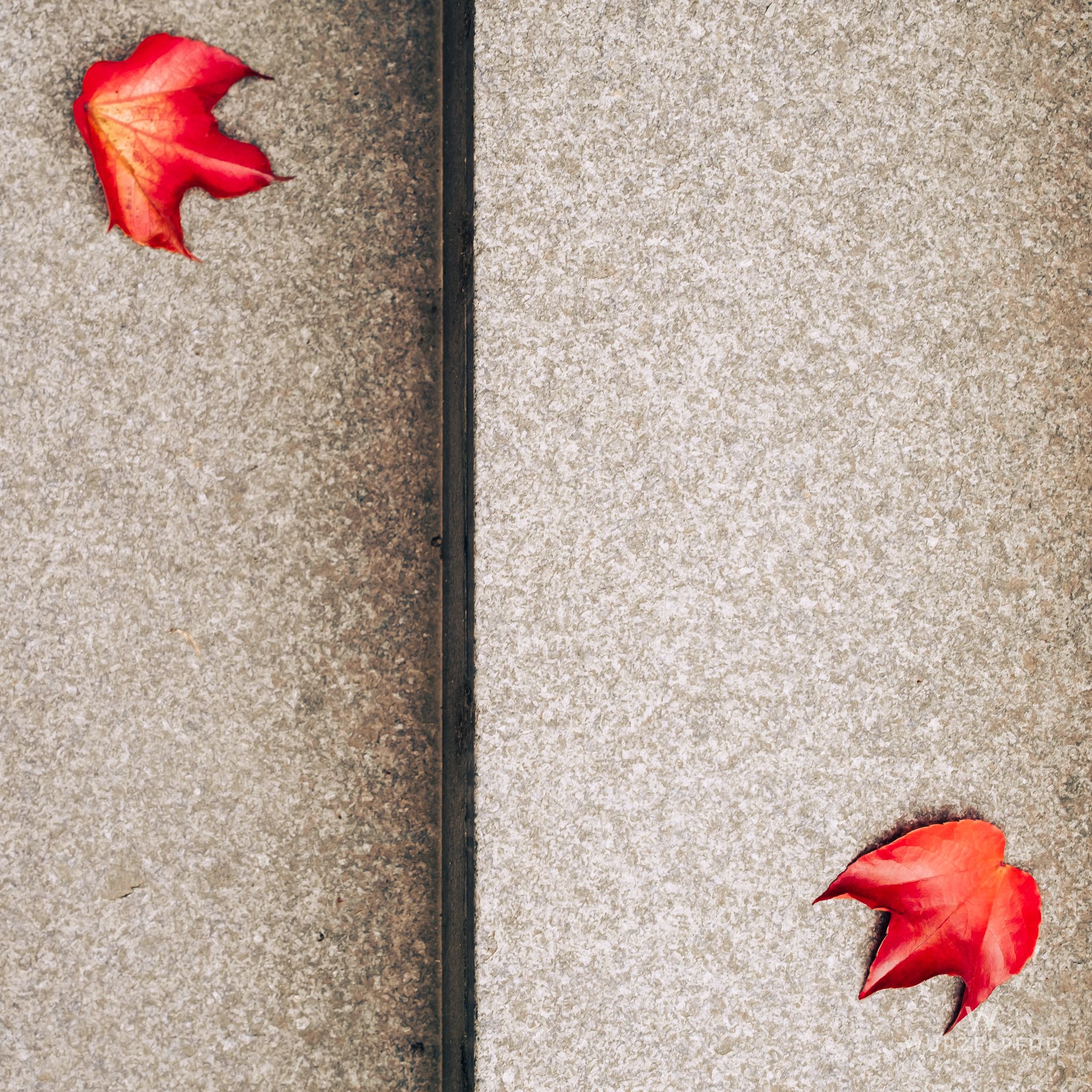 Weinblätter auf der Treppe