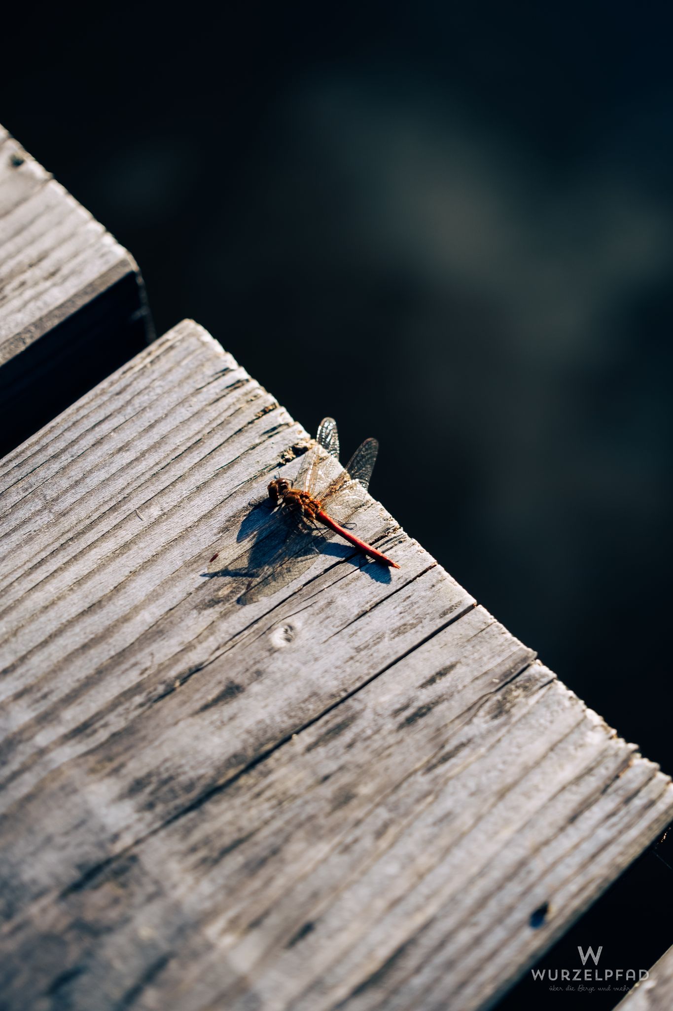 Libelle am Siegertshofer Weiher