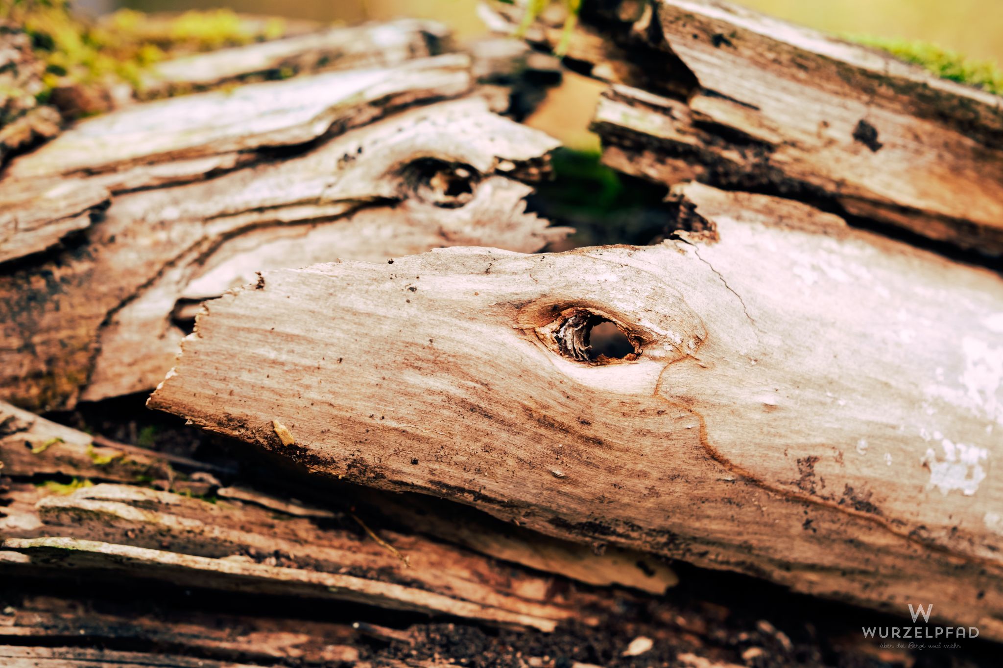 Holzauge sei wachsam