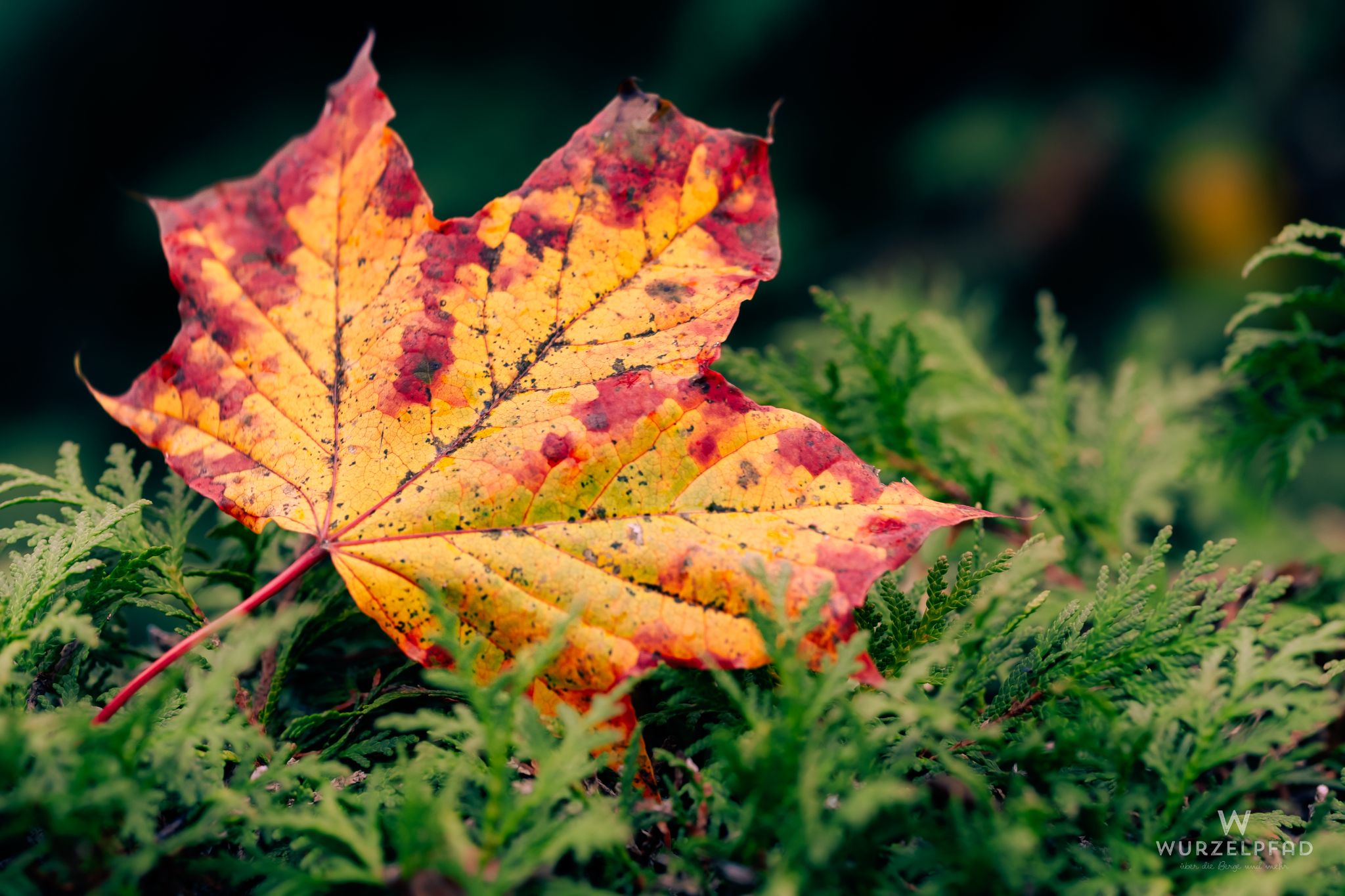 Gelb-rotes Ahornblatt