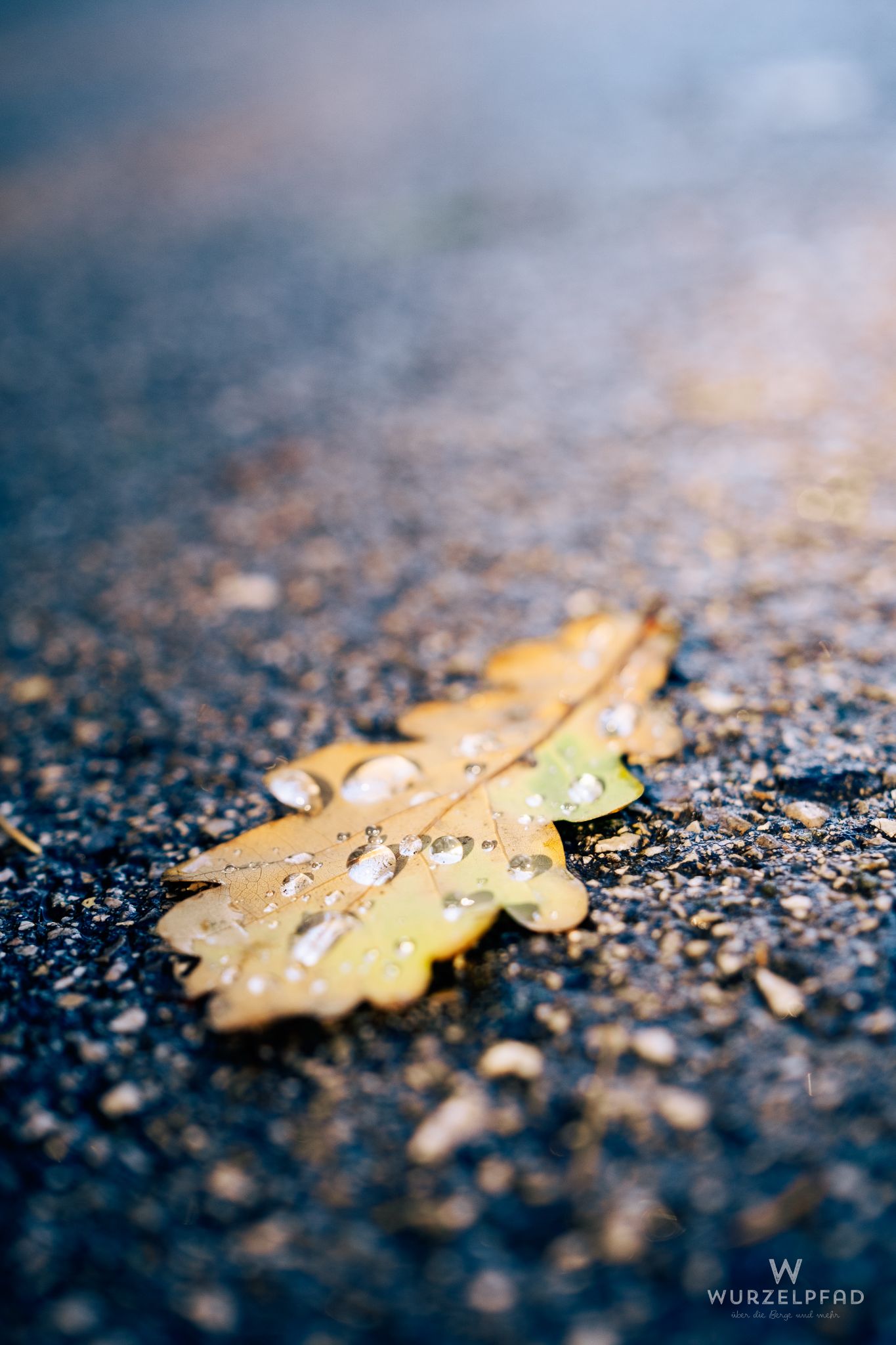 Eichenblatt mit Regentropfen auf der Straße