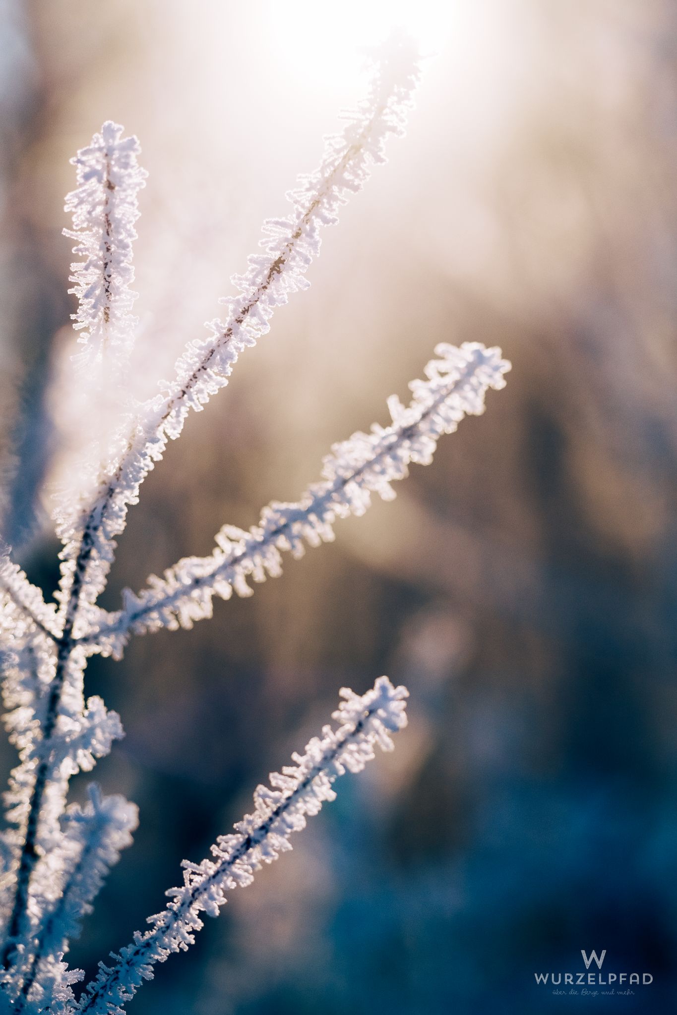Raureif - Detail
