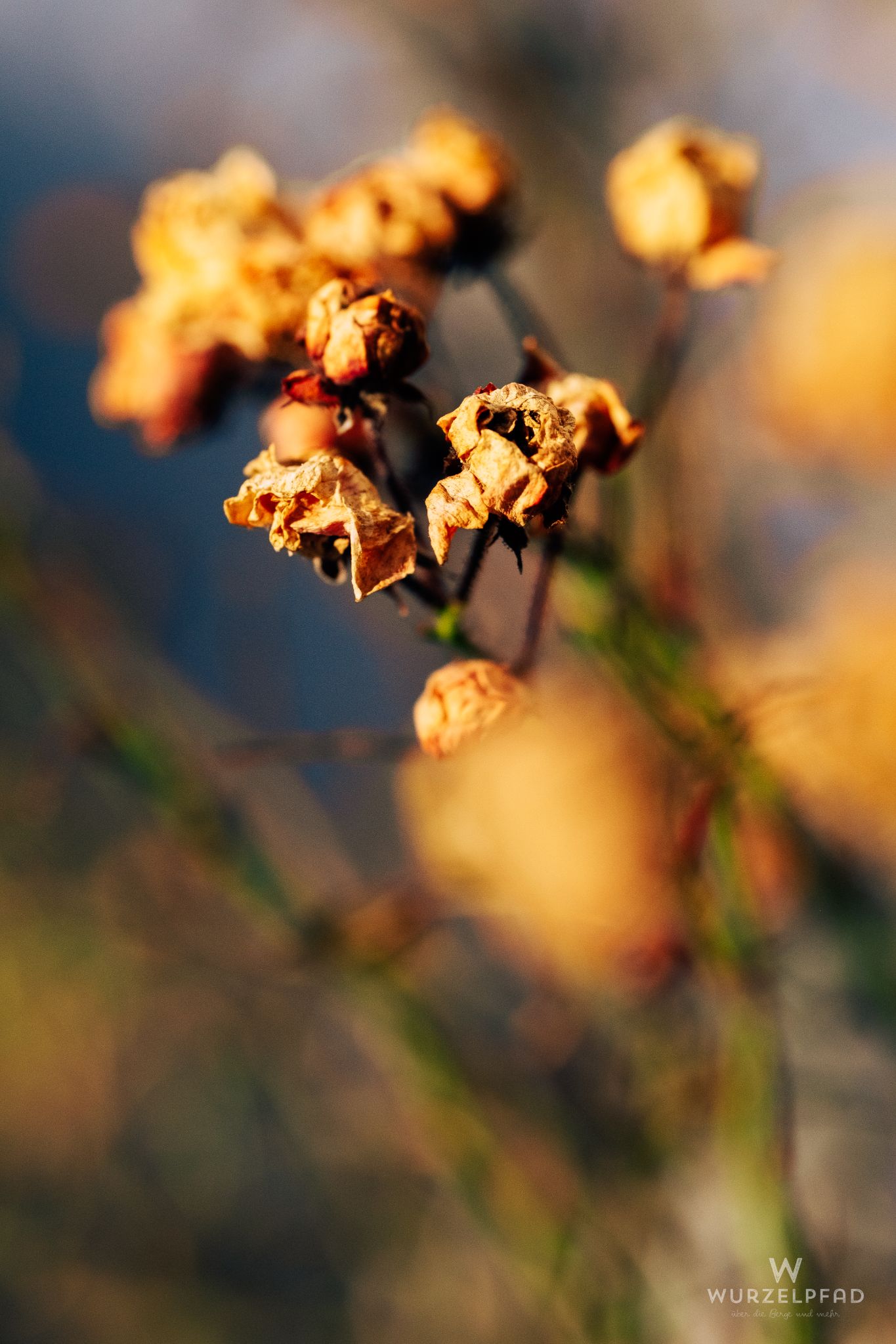 Verblühte Buschrosen
