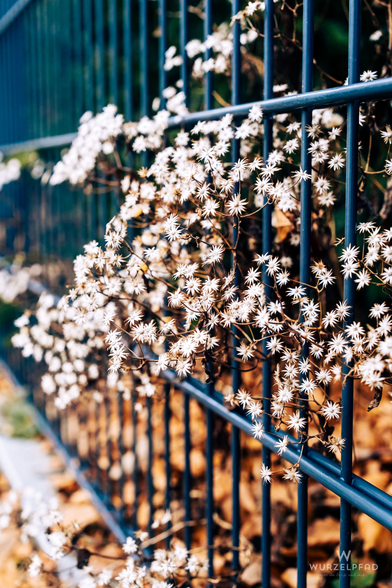 Blüten am Zaun mitten im Winter