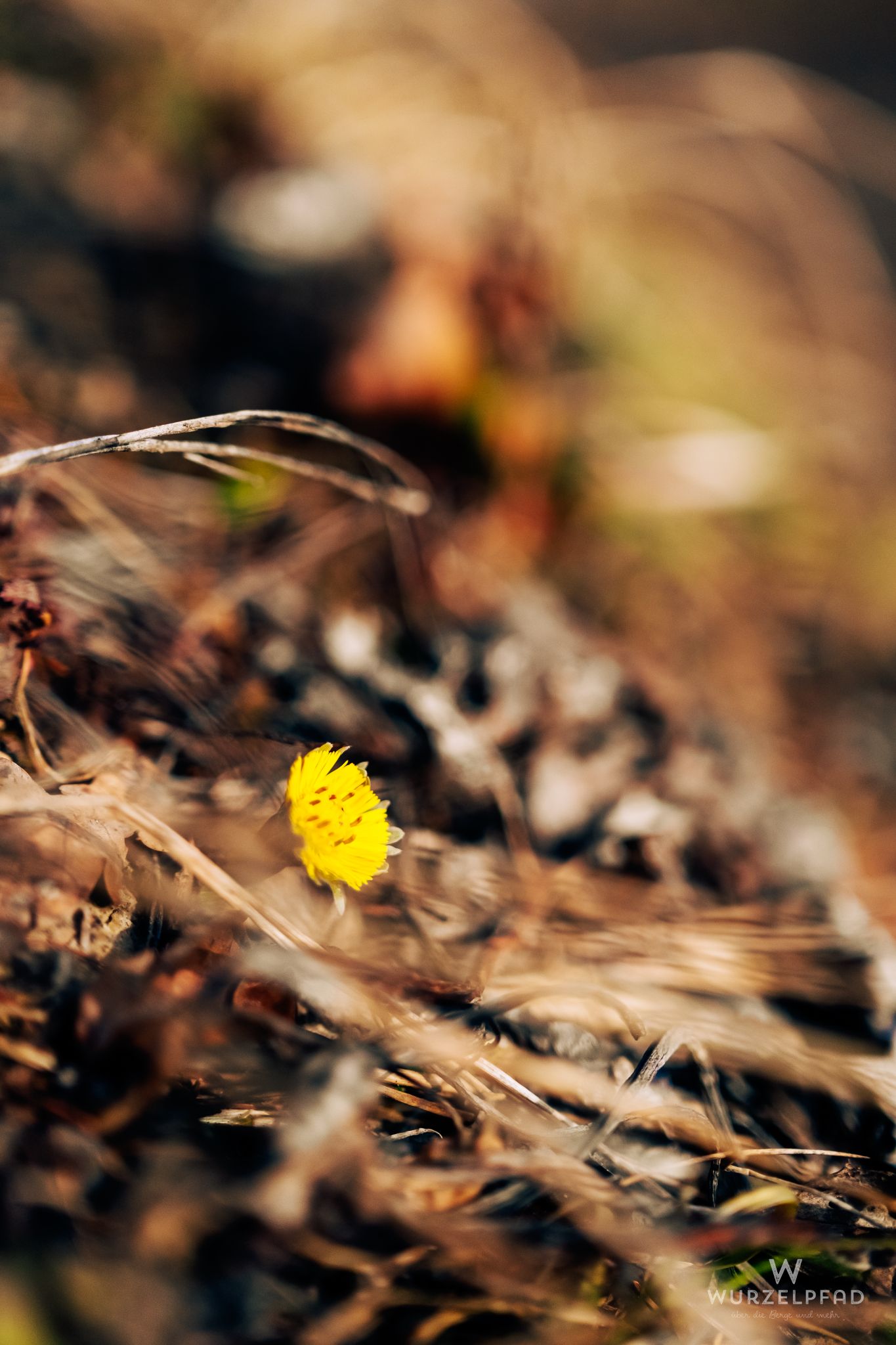 Der erste Huflattich