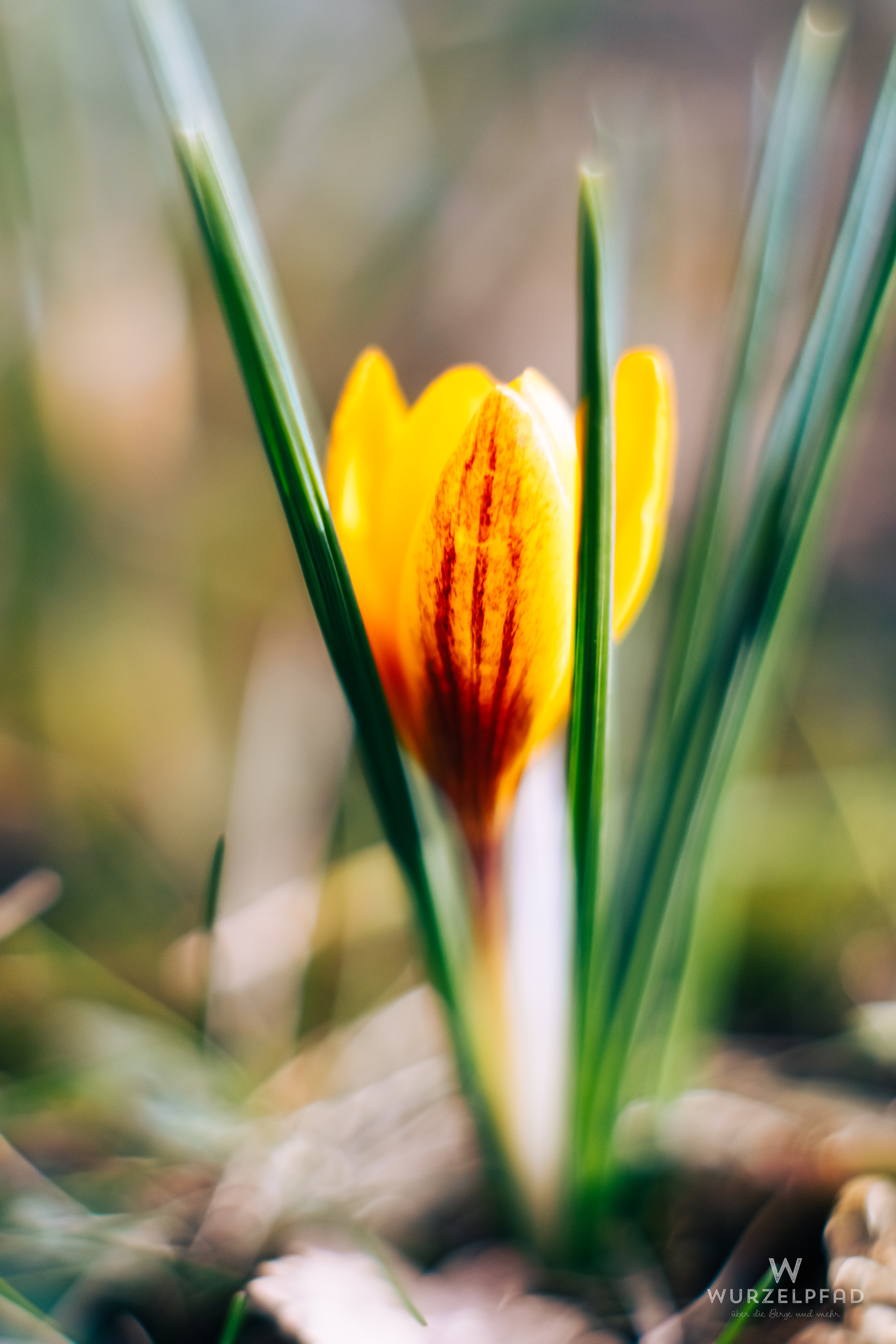 Gelbe Krokusse im Garten