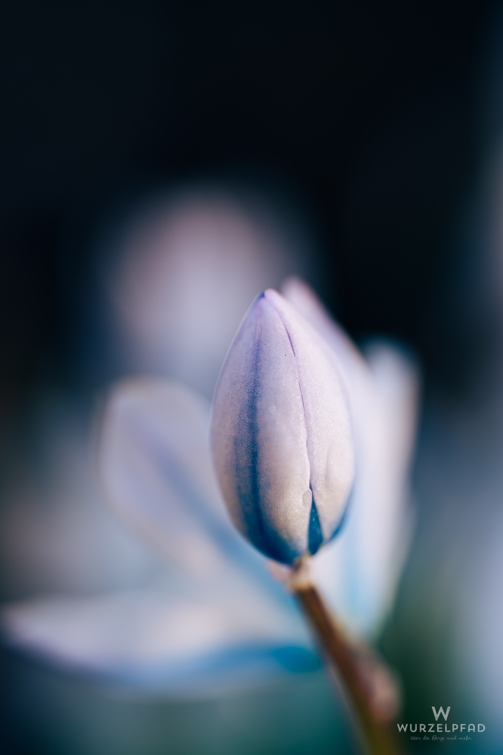 Blausternchenblüten