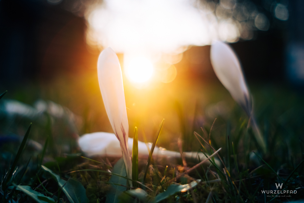 Weißer Krokus in der Abendsonne