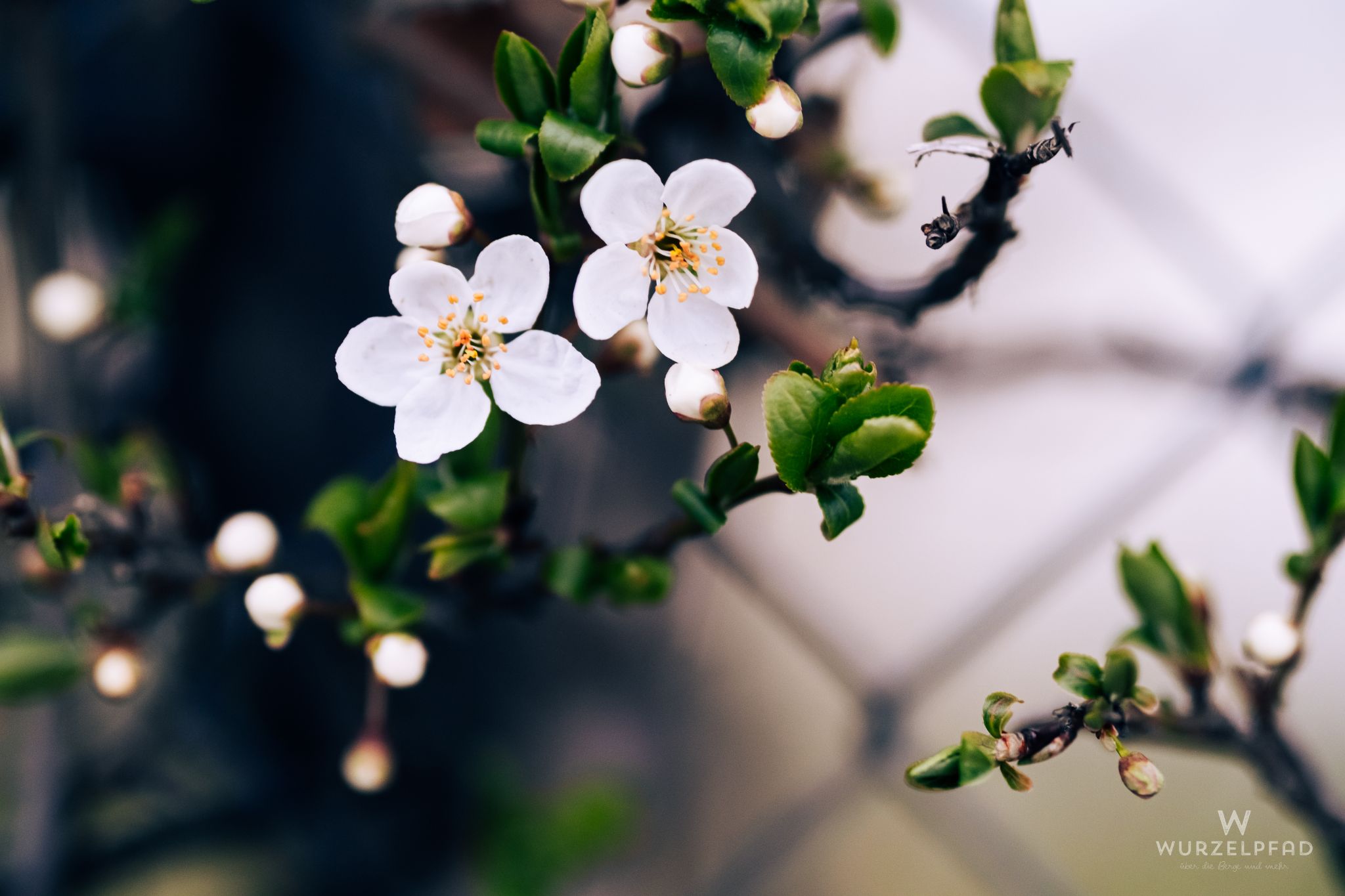 Frühlingserwachen am Zweig