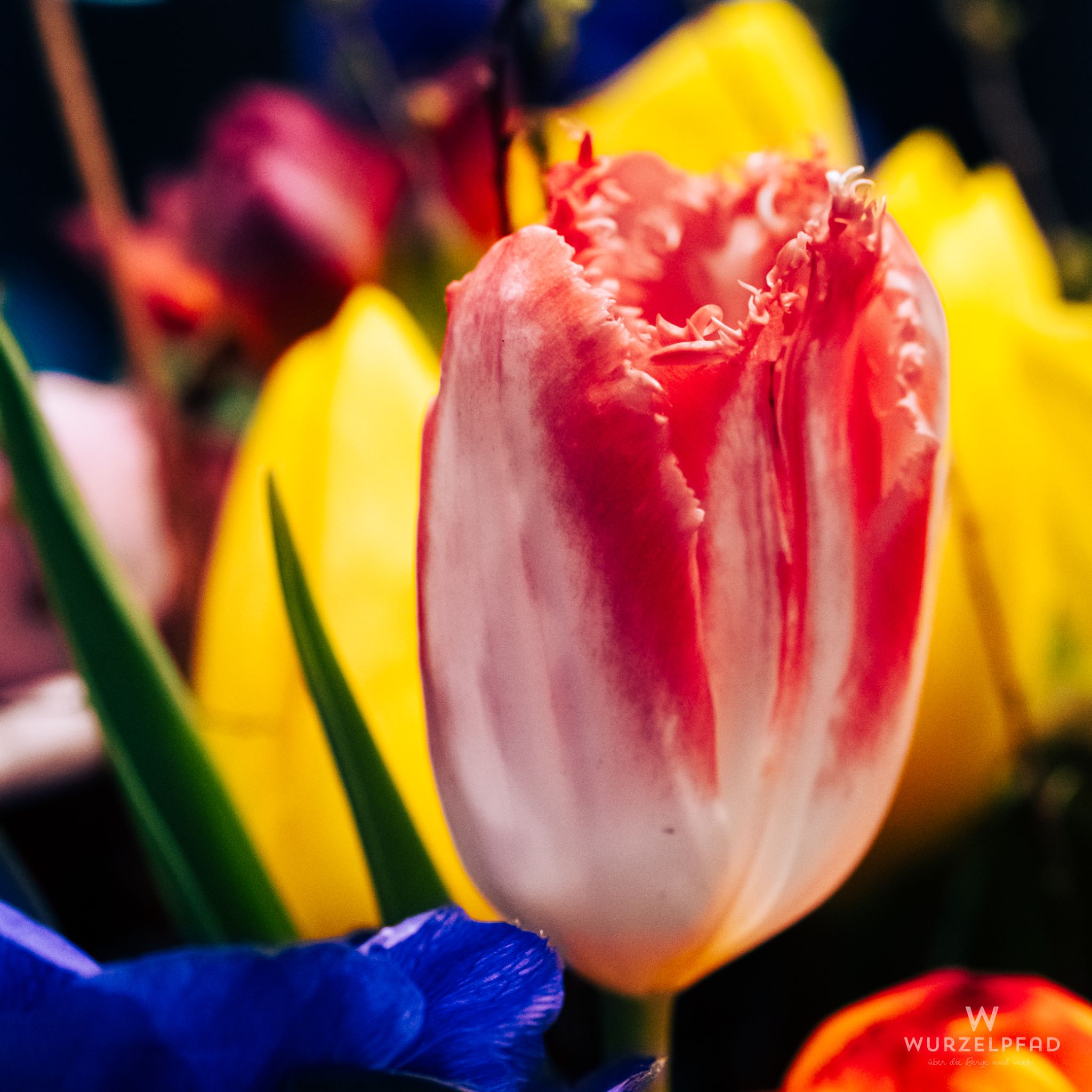 Tulpe im Blumenstrauß