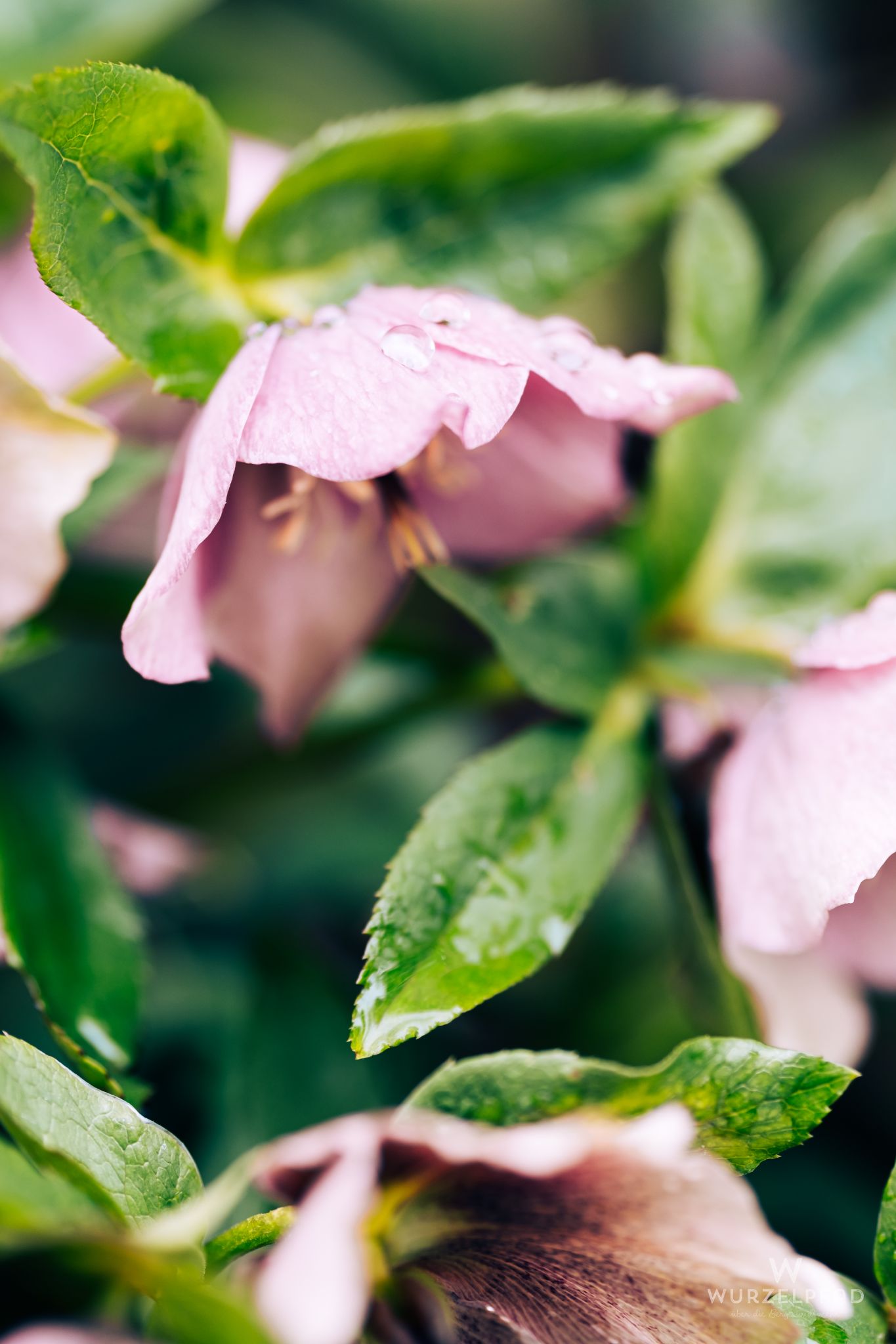 Christrose mit Regentropfen