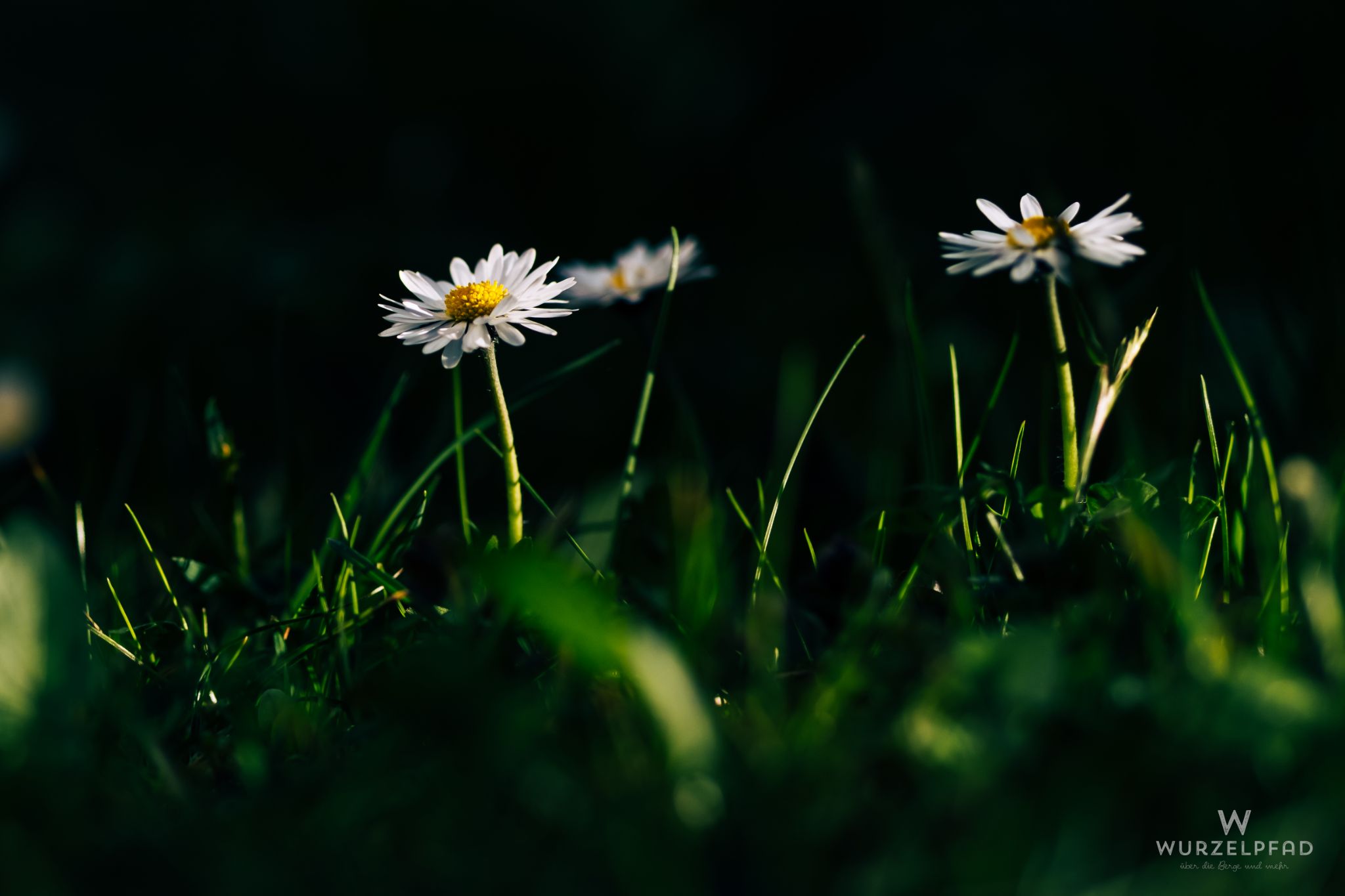 Gänseblümchen Low Key