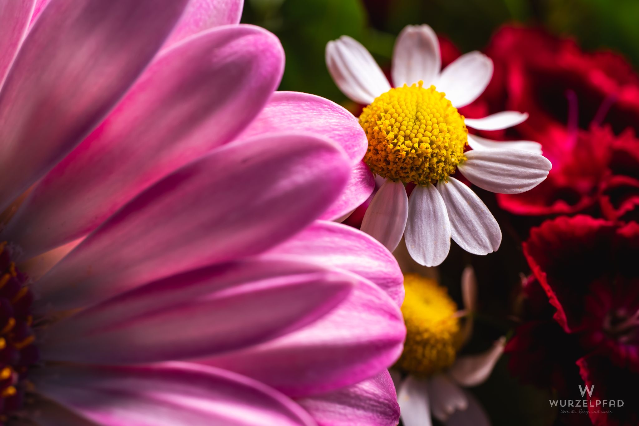 Kamille im Blumenstrauß