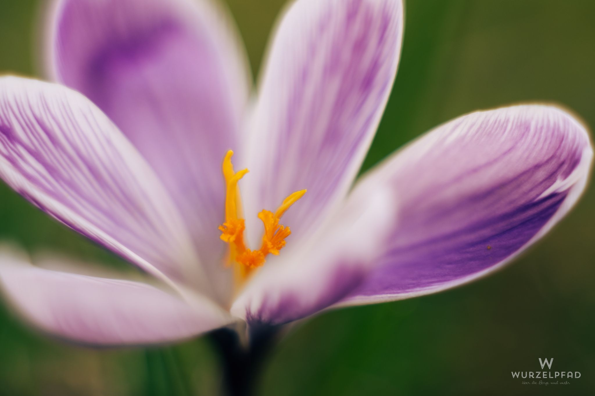 Krokus (erste Fotos mit Super-Takumar)