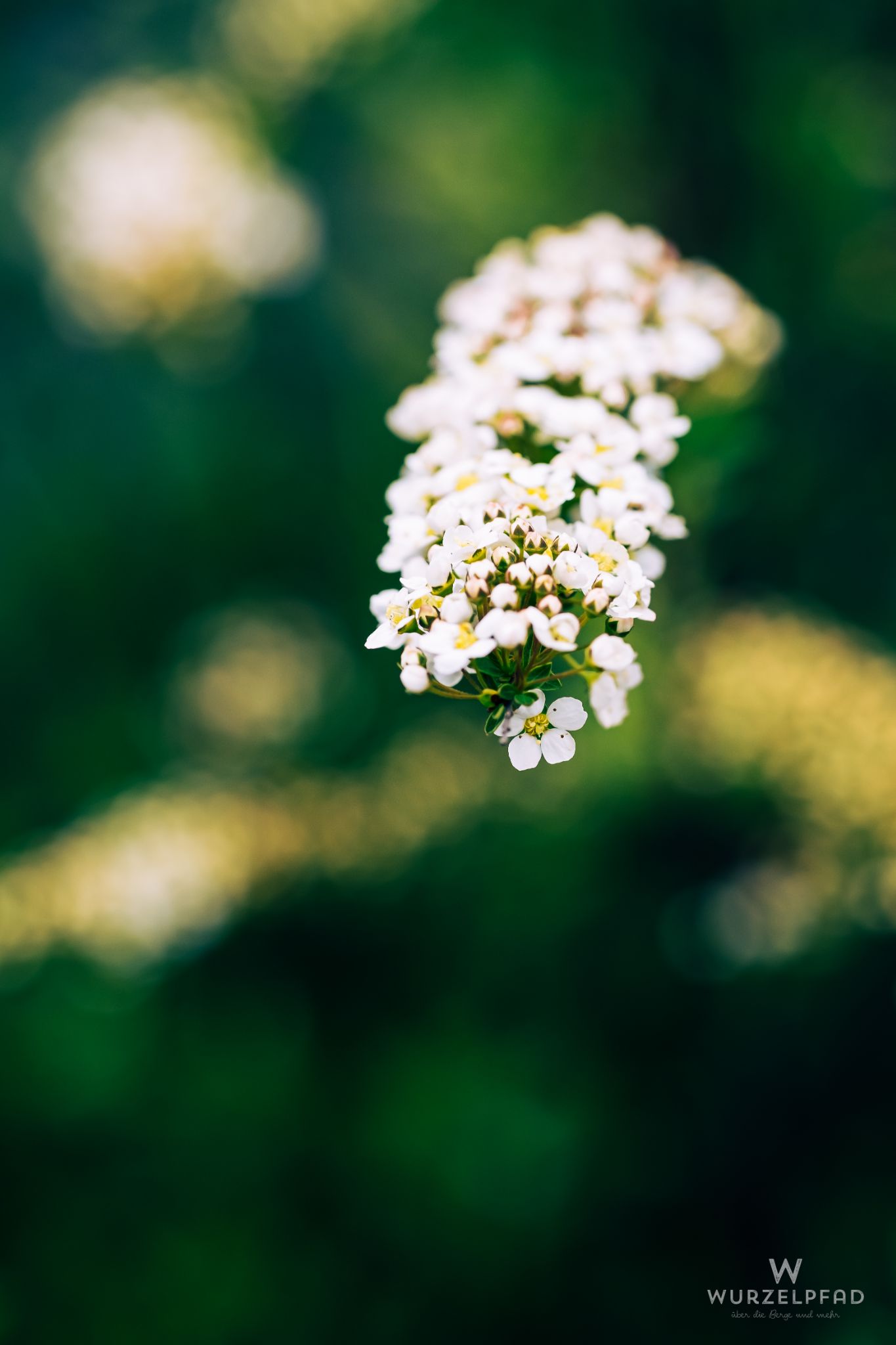 Weiße Rispen-Spiere