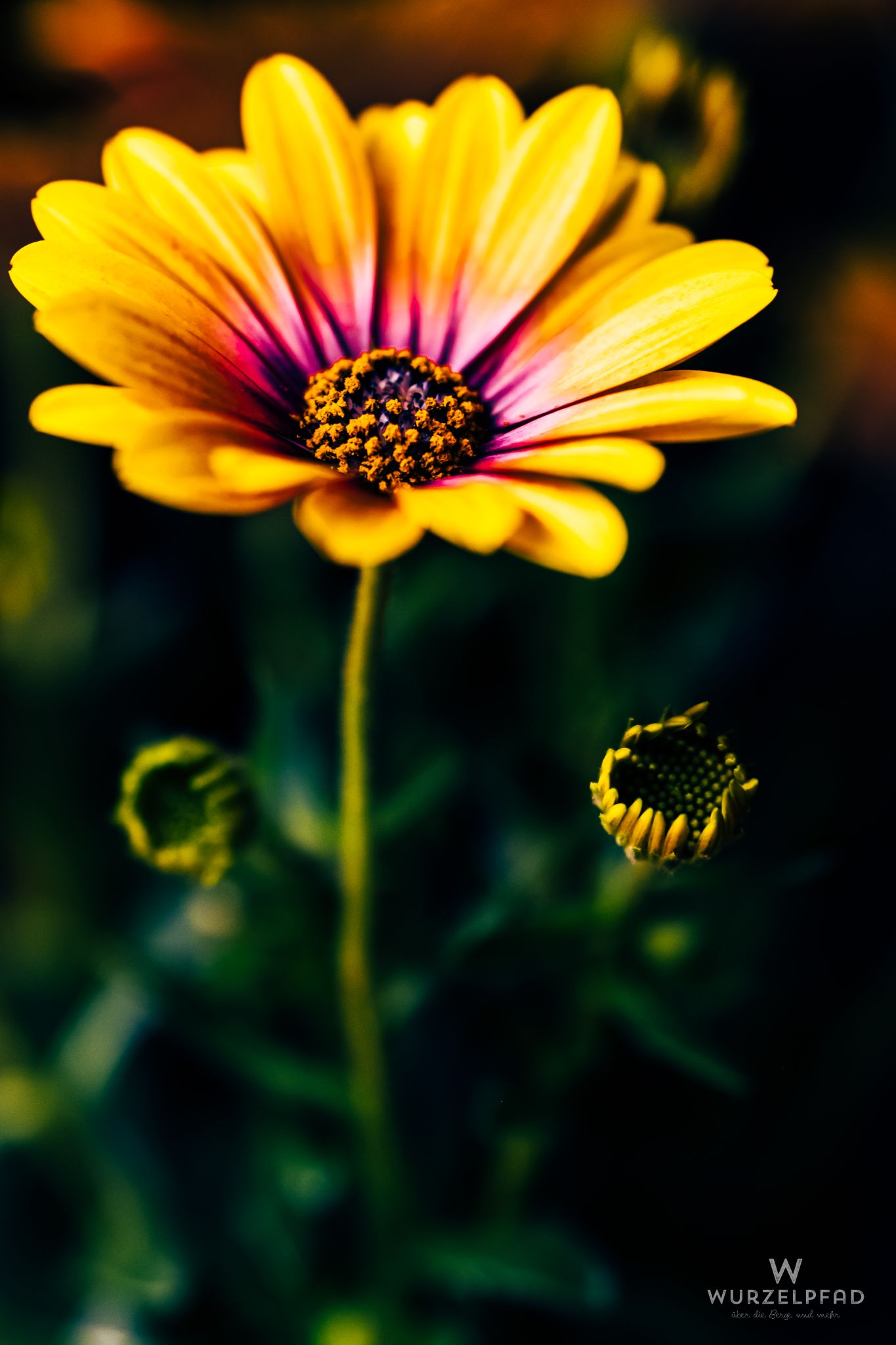 Was buntes aus'm Supermarkt