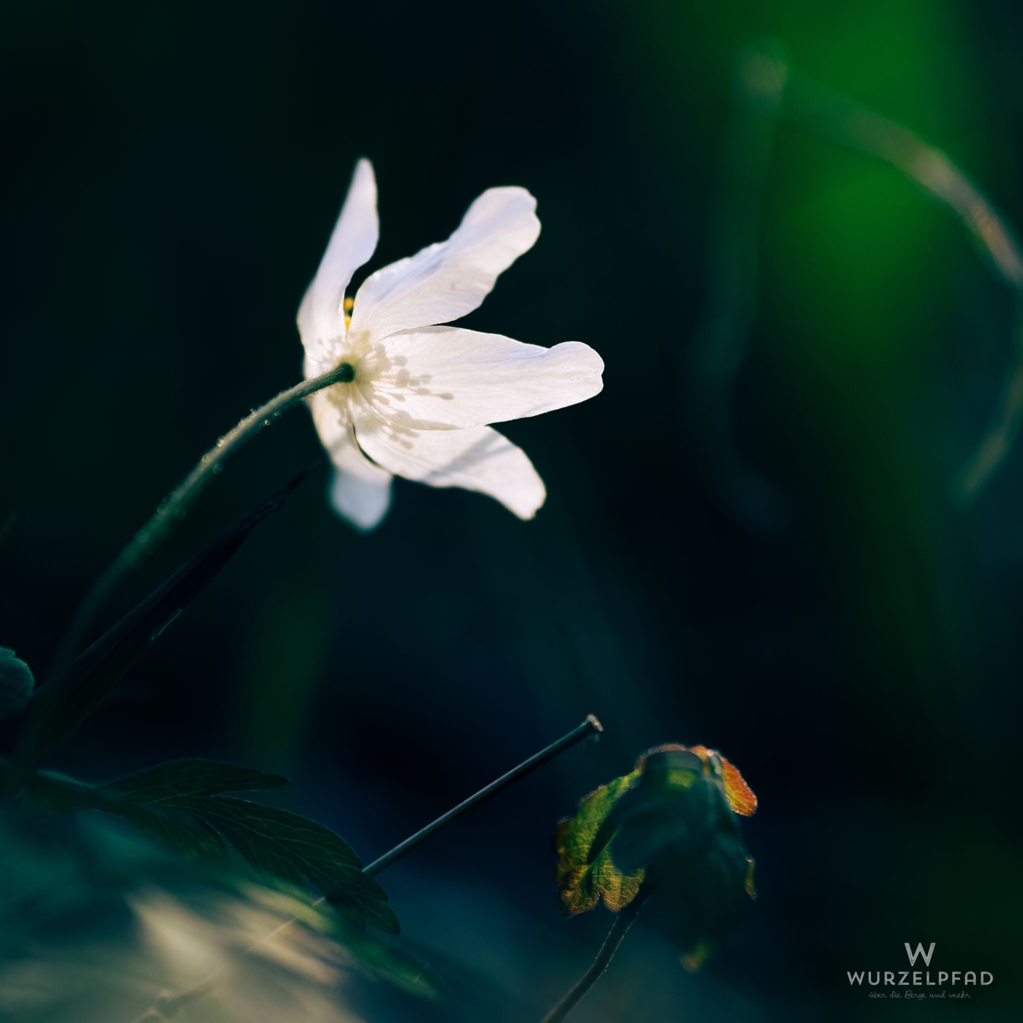 Spätes Buschwindröschen im Abendlicht