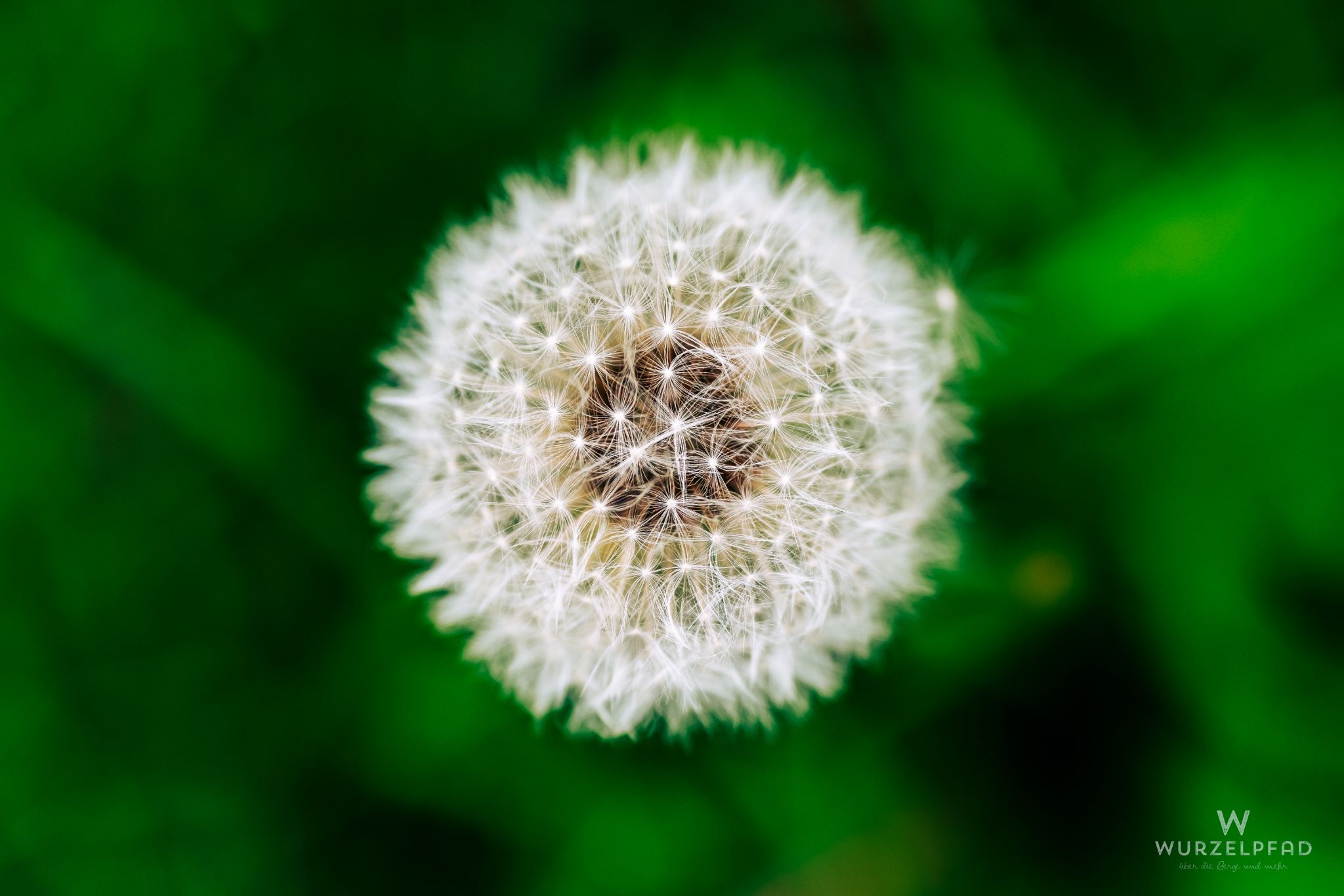 Pusteblume
