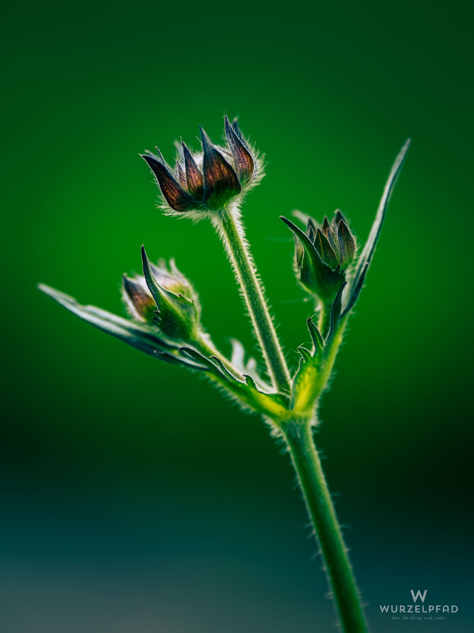 Verblühtes an der Isar