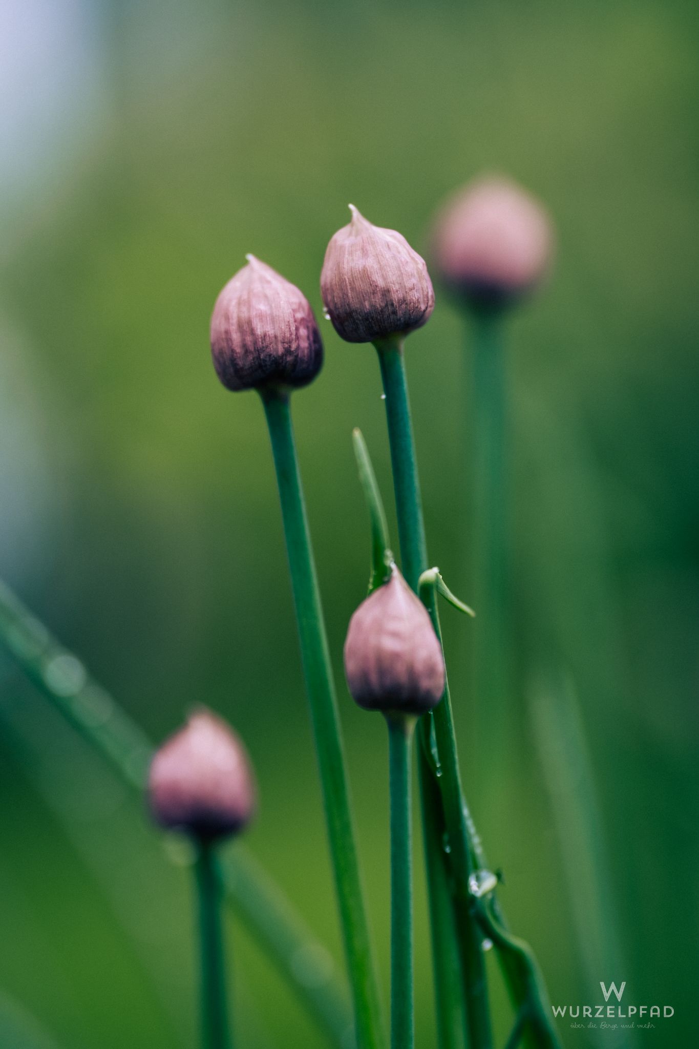 Blühender Schnittlauch im Hochbeet