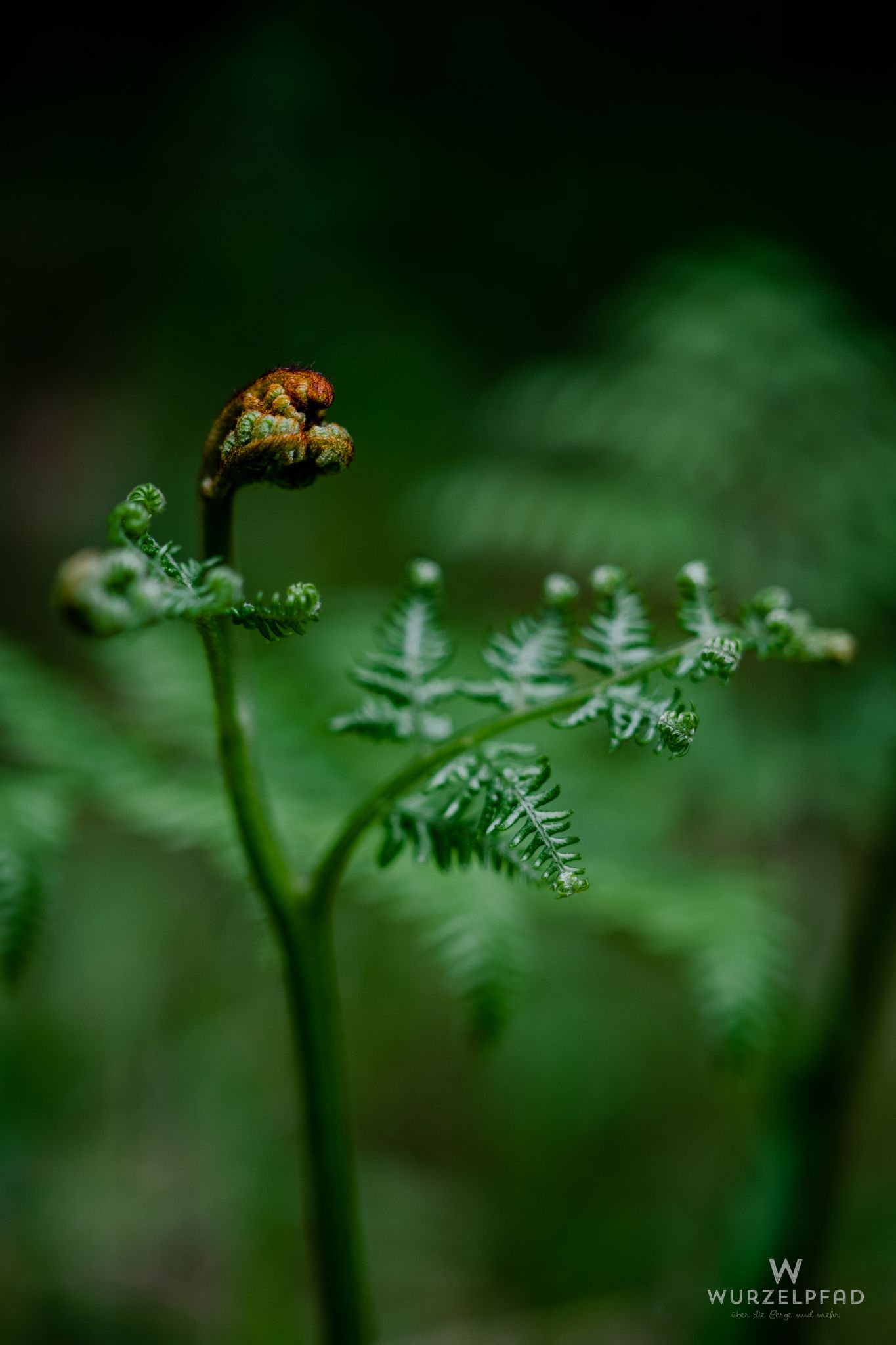 2023 05 21 Deisenhofen 1010