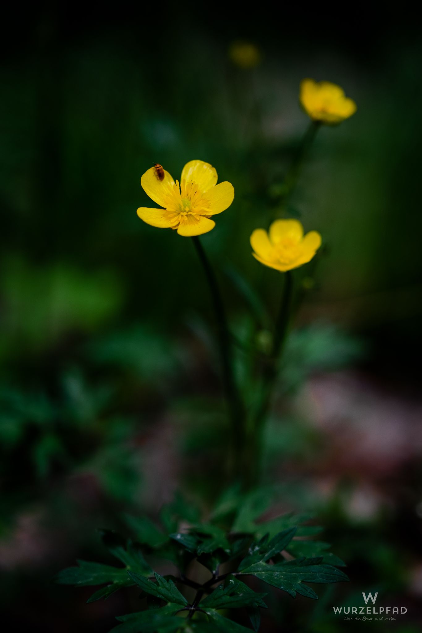 2023 05 21 Deisenhofen 1011