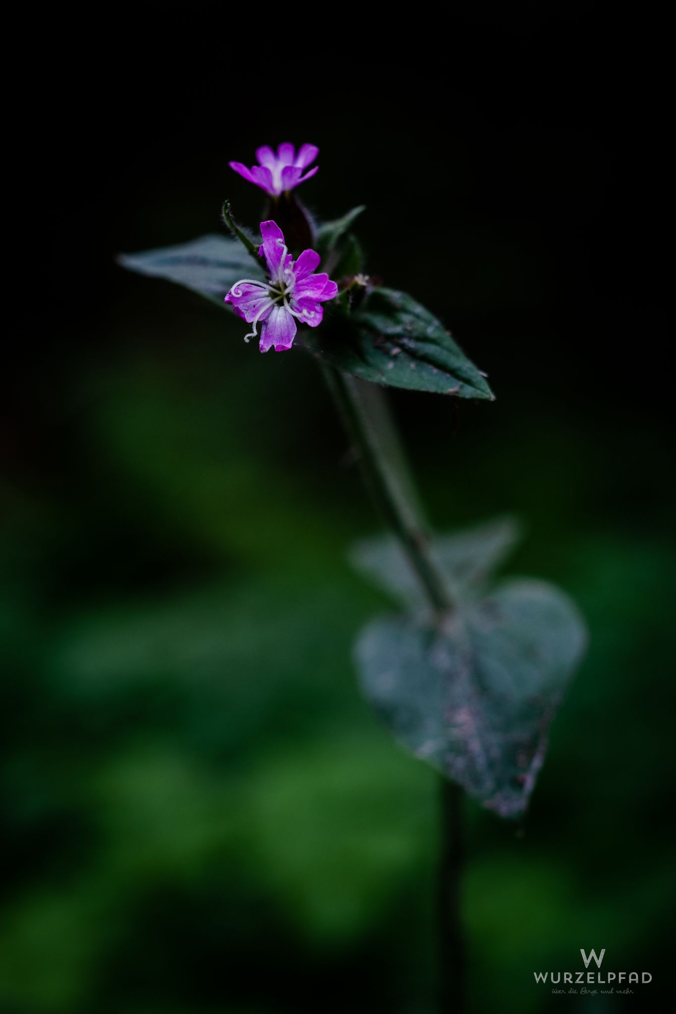 2023 05 21 Deisenhofen 1021